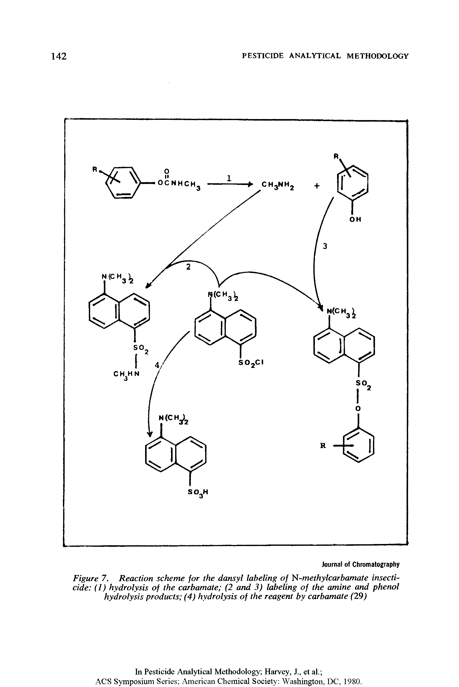 Figure 7. Reaction scheme for the dansyl labeling of N-methylcarhamate insecticide (l) hydrolysis of the carbamate (2 and 3) labeling of the amine and phenol hydrolysis products (4) hydrolysis of the reagent by carbamate (29)...