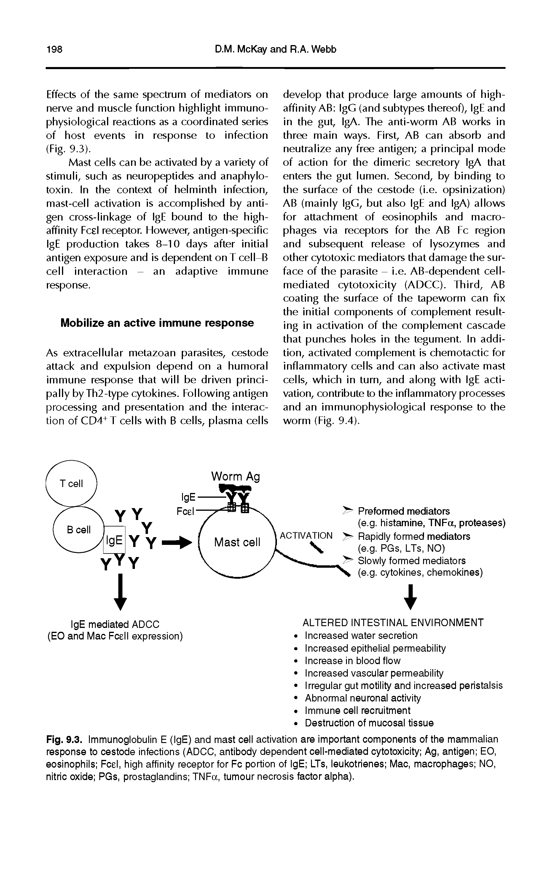 Fig. 9.3. Immunoglobulin E (IgE) and mast cell activation are important components of the mammalian response to cestode infections (ADCC, antibody dependent cell-mediated cytotoxicity Ag, antigen EO, eosinophils Feel, high affinity receptor for Fc portion of IgE LTs, leukotrienes Mac, macrophages NO, nitric oxide PGs, prostaglandins TNFa, tumour necrosis factor alpha).