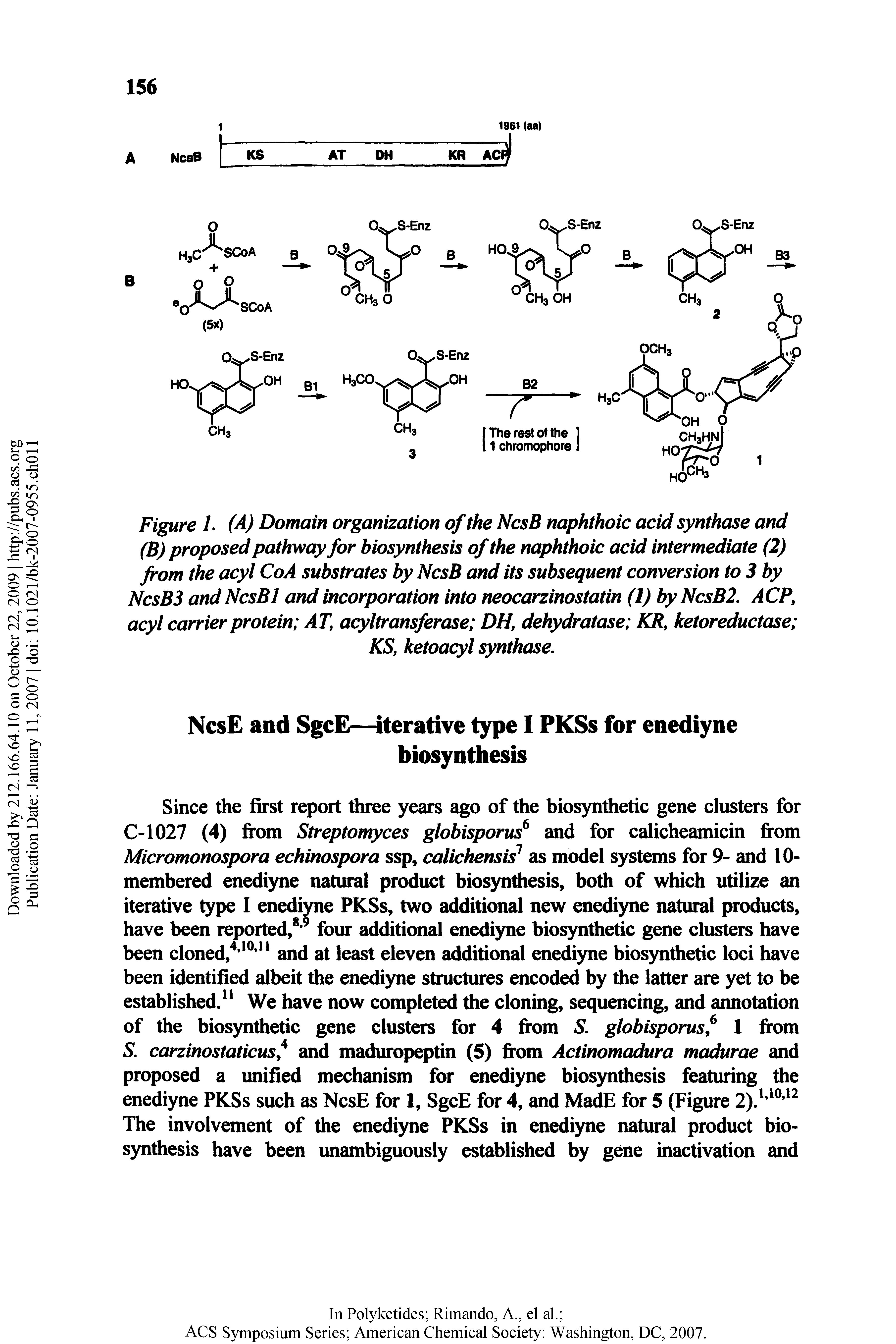 Figure 1. (A) Domain organization of the NcsB naphthoic acid synthase and (B) proposed pathway for biosynthesis of the naphthoic acid intermediate (2) from the acyl CoA substrates by NcsB and its subsequent conversion to 3 by NcsB3 and NcsB 1 and incorporation into neocarzinostatin (I) by NcsB2. ACP, acyl carrier protein AT, acyltransferase DH, dehydratase KR, ketoreductase ...