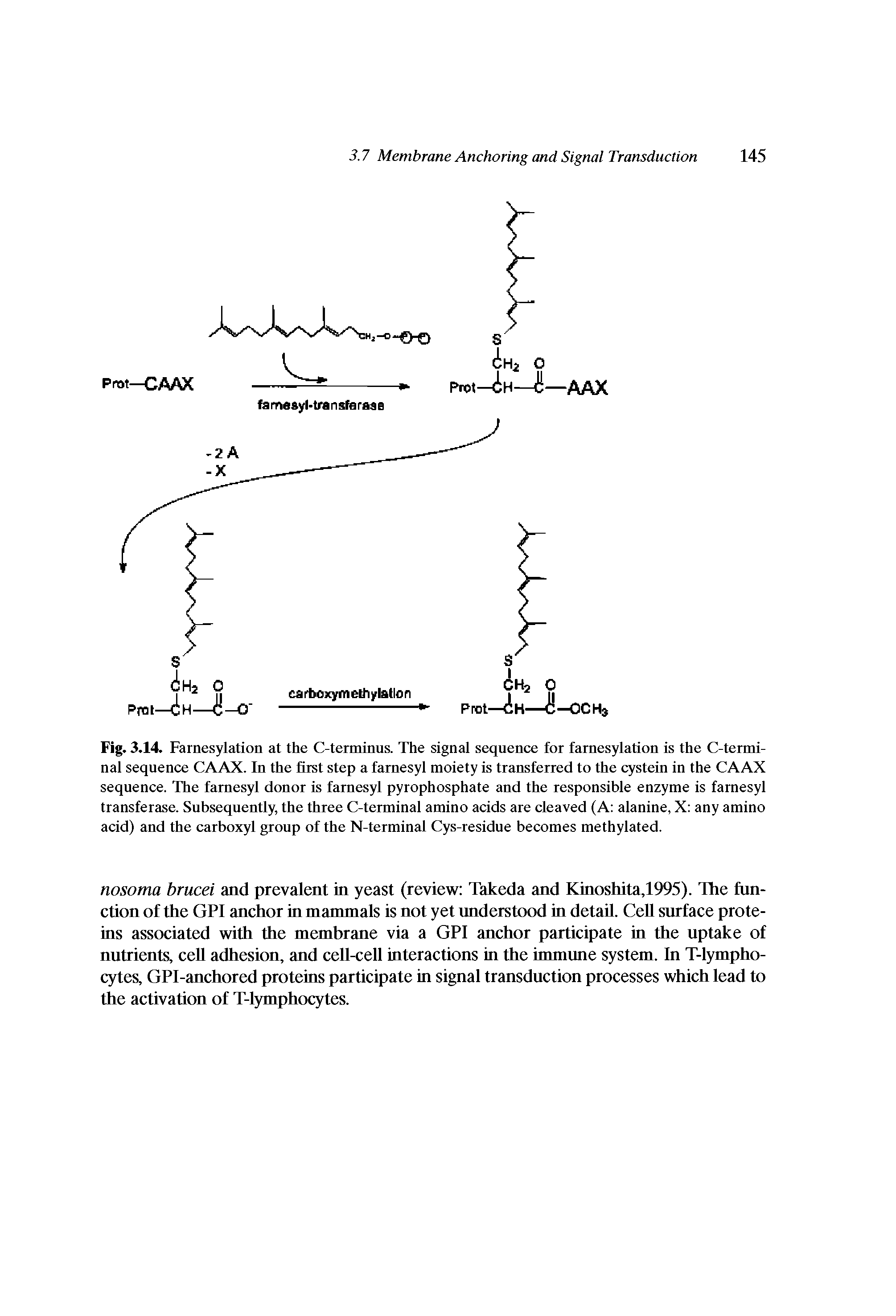 Fig. 3.14. Farnesylation at the C-terminus. The signal sequence for farnesylation is the C-termi-nal sequence CAAX. In the first step a farnesyl moiety is transferred to the cystein in the CAAX sequence. The farnesyl donor is farnesyl pyrophosphate and the responsible enzyme is farnesyl transferase. Subsequently, the three C-terminal amino acids are cleaved (A alanine, X any amino acid) and the carboxyl group of the N-terminal Cys-residue becomes methylated.