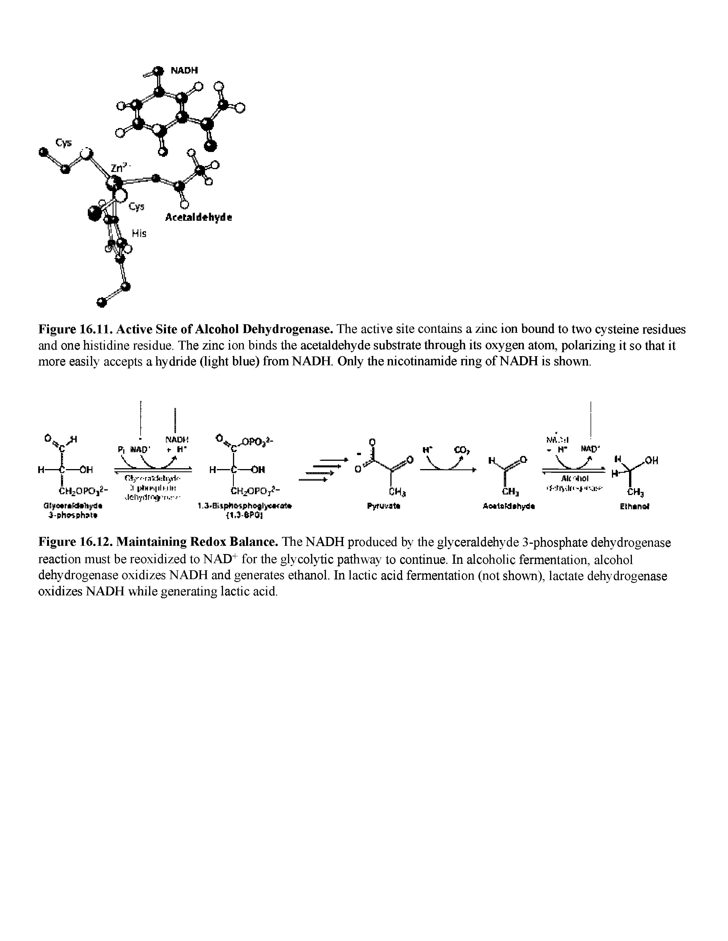 Figure 16.12. Maintaining Redox Balance. The NADH produced by the glyceraldehyde 3-phosphate dehydrogenase reaction must be reoxidized to NAD+ for the glycolytic pathway to continue. In alcoholic fermentation, alcohol dehydrogenase oxidizes NADH and generates ethanol. In lactic acid fermentation (not shovm), lactate dehydrogenase oxidizes NADH while generating lactic acid.