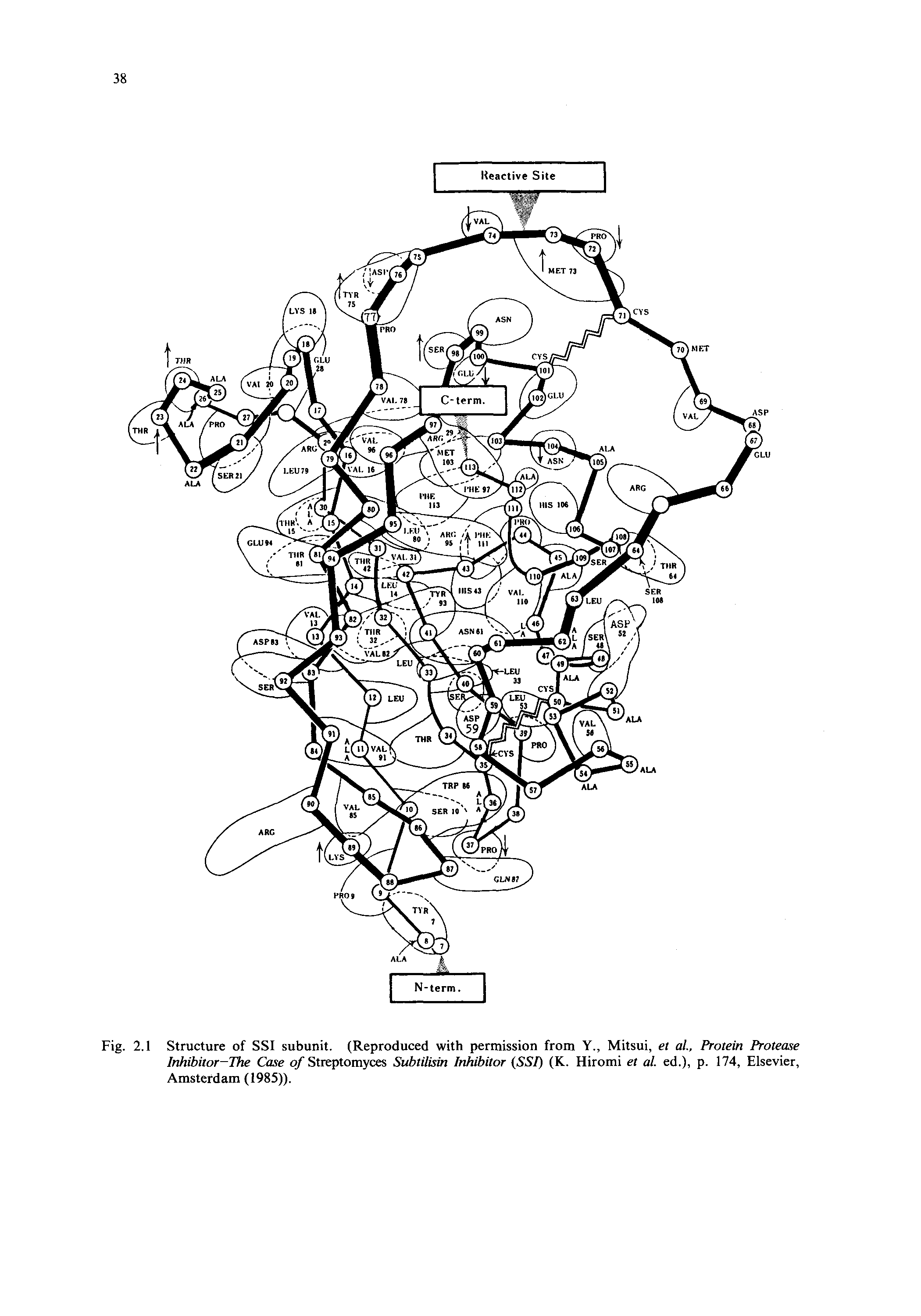 Fig. 2.1 Structure of SSI subunit. (Reproduced with permission from Y., Mitsui, et al Protein Protease Inhibitor-The Case of Streptomyces Subtilisin Inhibitor (SSI) (K. Hiromi et al. ed.), p. 174, Elsevier, Amsterdam (1985)).