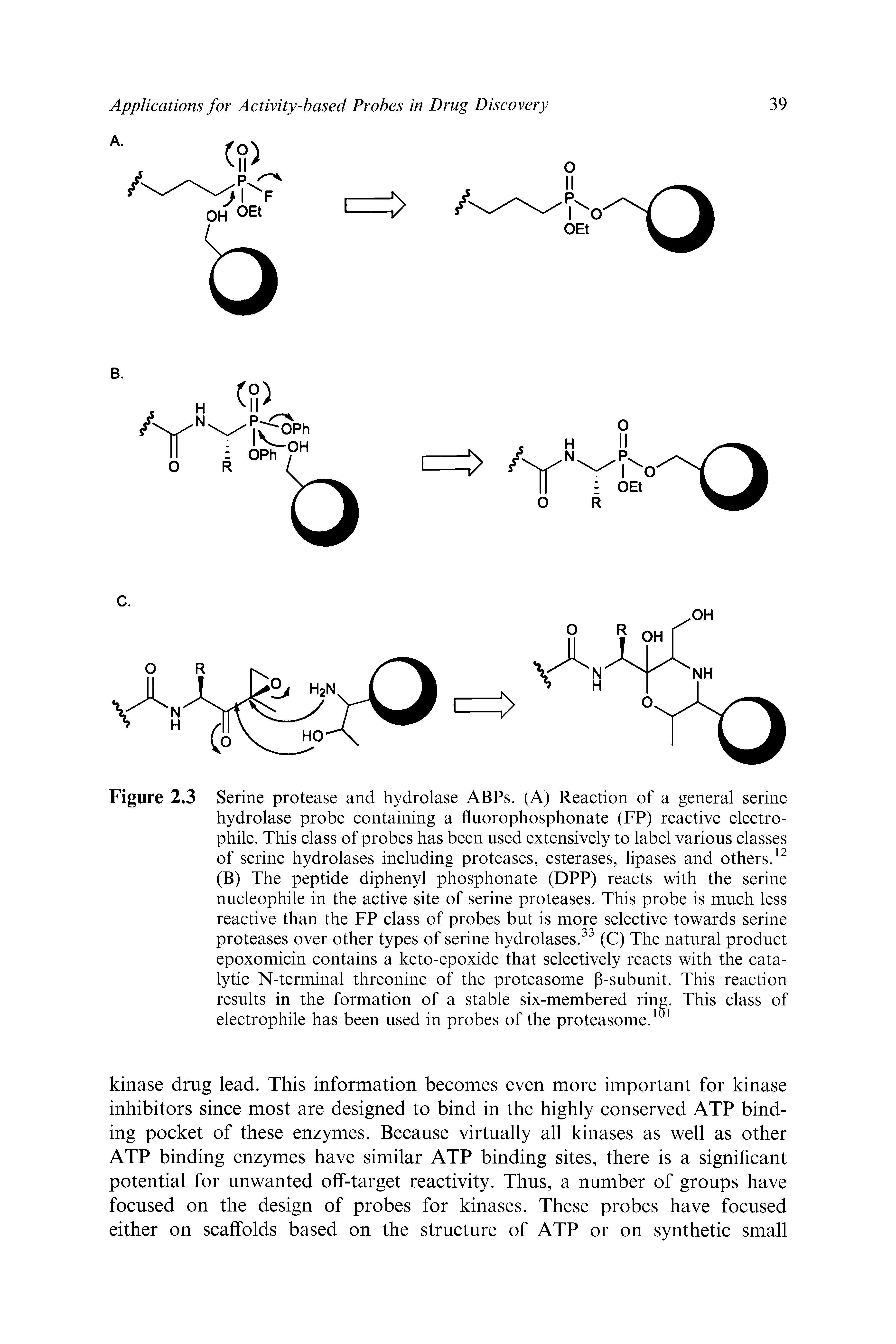 Figure 2.3 Serine protease and hydrolase ABPs. (A) Reaction of a general serine hydrolase probe containing a fluorophosphonate (FP) reactive electrophile. This class of probes has been used extensively to label various classes of serine hydrolases including proteases, esterases, lipases and others. (B) The peptide diphenyl phosphonate (DPP) reacts with the serine nucleophile in the active site of serine proteases. This probe is much less reactive than the FP class of probes but is more selective towards serine proteases over other types of serine hydrolases.(C) The natural product epoxomicin contains a keto-epoxide that selectively reacts with the catalytic N-terminal threonine of the proteasome P-subunit. This reaction results in the formation of a stable six-membered ring. This class of electrophile has been used in probes of the proteasome.