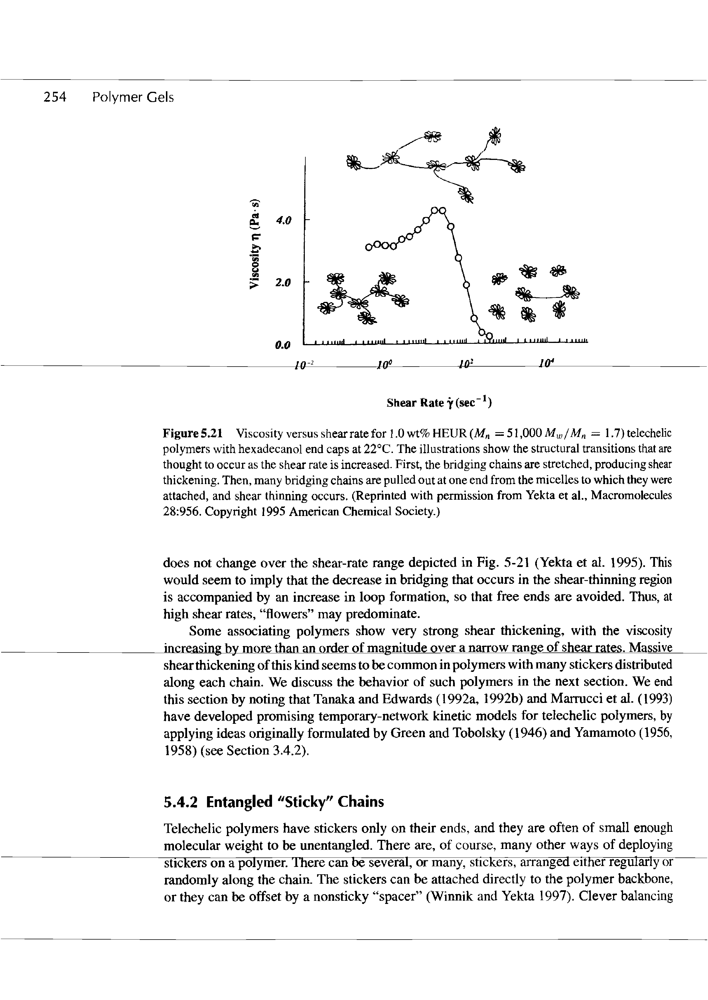 Figure5.21 Viscosity versus shear rate for 1.0 wt% HEUR =51,000Mt /M — 1.7) telechelic polymers with hexadecanol end caps at 22°C. The illustrations show the structural transitions that are thought to occur as the shear rate is increased. First, the bridging chains are stretched, producing shear thickening. Then, many bridging chains are pulled out at one end from the micelles to which they were attached, and shear thinning occurs. (Reprinted with permission from Yekta et al.. Macromolecules 28 956. Copyright 1995 American Chemical Society.)...