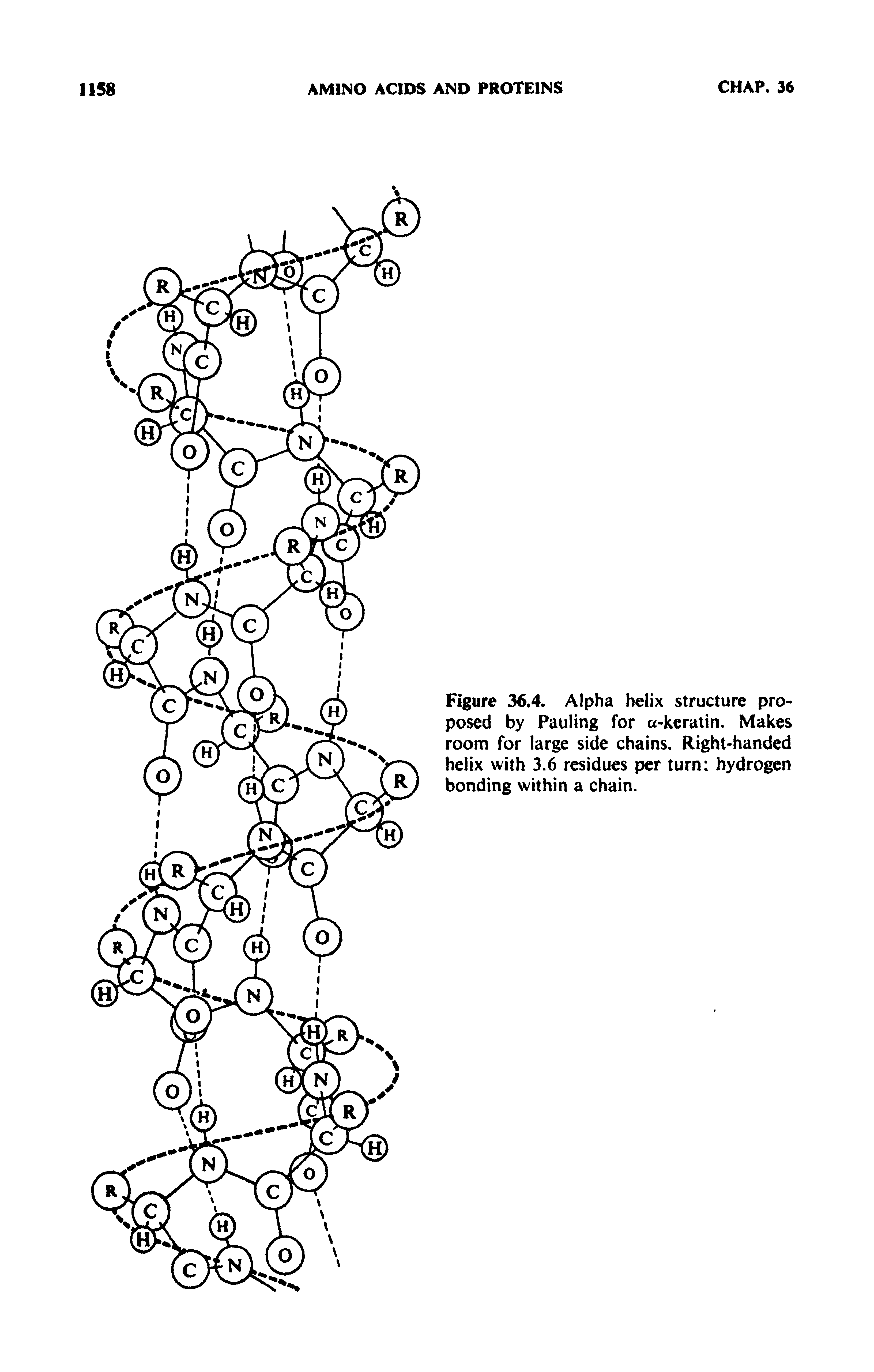 Figure 36.4. Alpha helix structure proposed by Pauling for -kcraiin. Makes room for large side chains. Right-handed helix with 3.6 residues per turn hydrogen bonding within a chain.