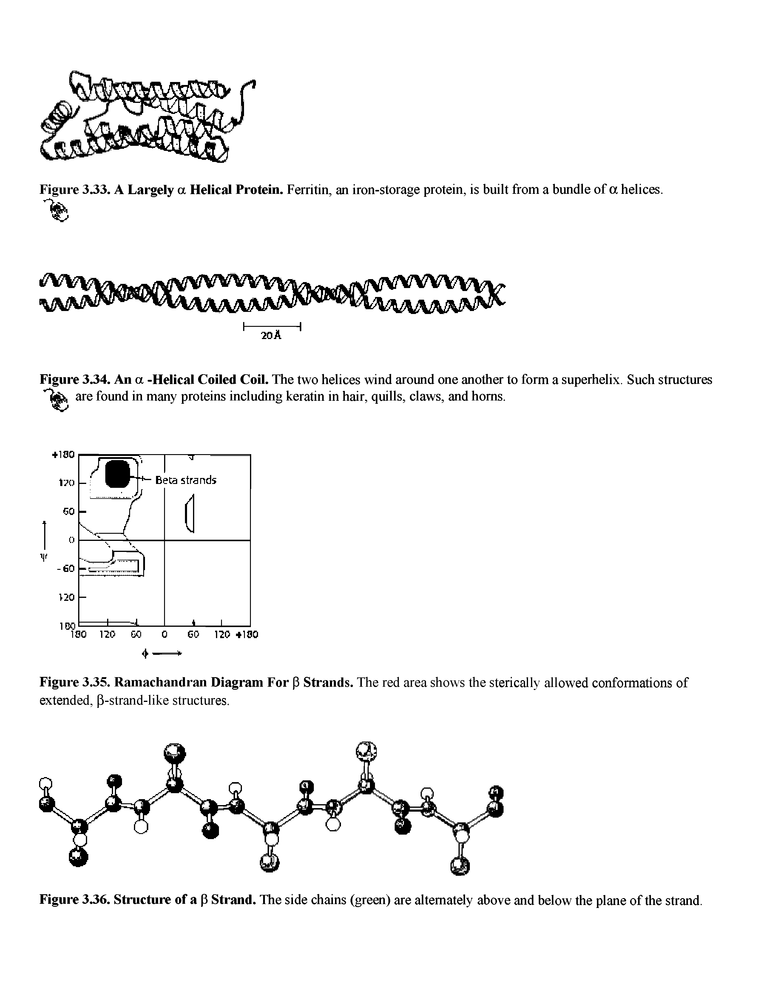 Figure 3.34. An a -Helical Coiled Coil. The two helices wind around one another to form a superhelix. Such structures are found in many proteins including keratin in hair, quills, claws, and horns.