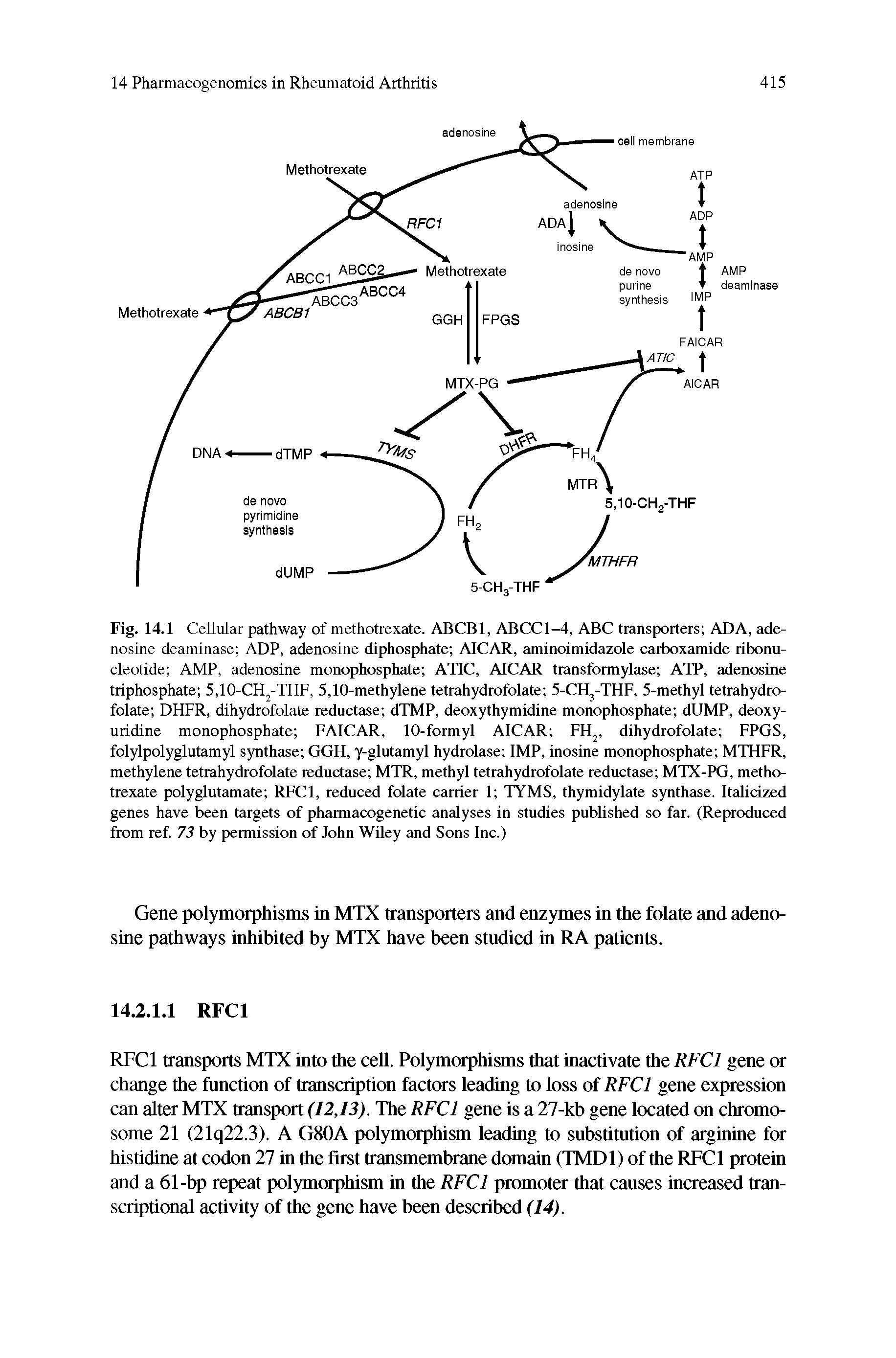 Fig. 14.1 Cellular pathway of methotrexate. ABCBl, ABCCl-4, ABC transporters ADA, adenosine deaminase ADP, adenosine diphosphate AICAR, aminoimidazole carboxamide ribonucleotide AMP, adenosine monophosphate ATIC, AICAR transformylase ATP, adenosine triphosphate SjlO-CH -THF, 5,10-methylene tetrahydrofolate 5-CHj-THF, 5-methyl tetrahydro-folate DHFR, dihydrofolate reductase dTMP, deoxythymidine monophosphate dUMP, deoxy-uridine monophosphate FAICAR, 10-formyl AICAR FH, dihydrofolate FPGS, folylpolyglutamyl synthase GGH, y-glutamyl hydrolase IMP, inosine monophosphate MTHFR, methylene tetrahydrofolate reductase MTR, methyl tetrahydrofolate reductase MTX-PG, methotrexate polyglutamate RFCl, reduced folate carrier 1 TYMS, thymidylate synthase. Italicized genes have been targets of pharmacogenetic analyses in studies published so far. (Reproduced from ref. 73 by permission of John Wiley and Sons Inc.)...