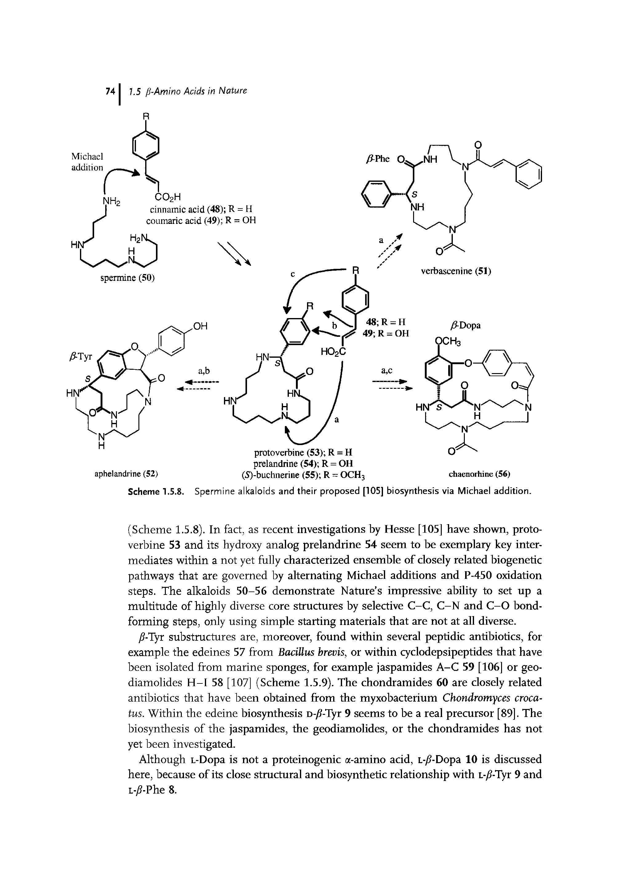 Scheme 1.5.8. Spermine alkaloids and their proposed [105] biosynthesis via Michael addition.