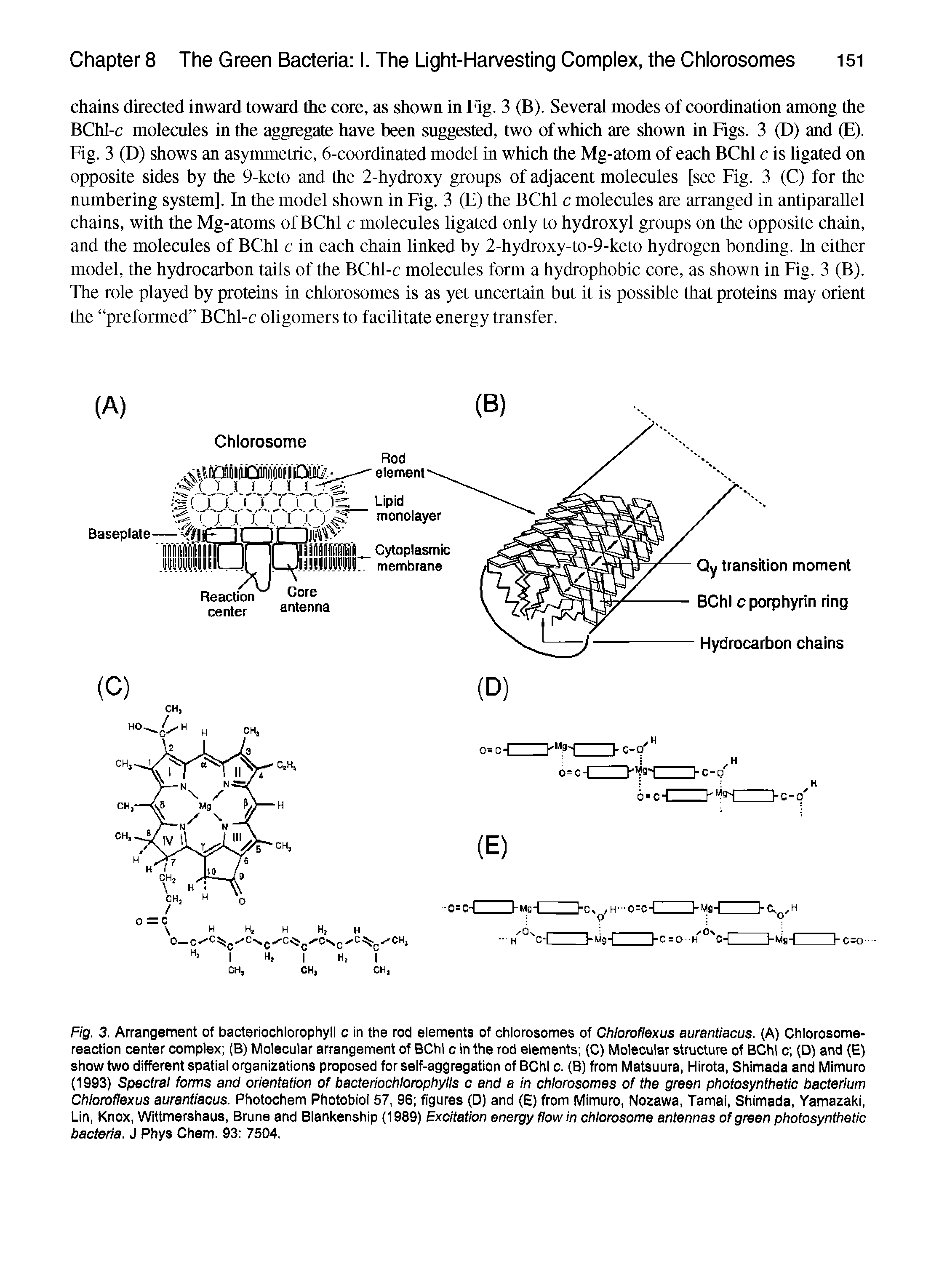 Fig. 3. Arrangement of bacteriochlorophyll c in the rod elements of chlorosomes of Chloroflexus aurantiacus. (A) Chlorosome-reaction center complex (B) Molecular arrangement of BChl c in the rod elements (C) Molecular structure of BChl c (D) and (E) show two different spatial organizations proposed for self-aggregation of BChl c. (B) from Matsuura, Hirota, Shimada and Mimuro (1993) Spectral forms and orientation of bacteriochlorophylls c and a in chlorosomes of the green photosynthetic bacterium Chloroflexus aurantiacus. Photochem Photobiol 57, 96 figures (D) and (E) from Mimuro, Nozawa, Tamai, Shimada, Yamazaki, Lin, Knox, Wittmershaus, Brune and Blankenship (1989) Excitation energy flow in chiorosome antennas of green photosynthetic bacteria. J Phys Chem. 93 7504.