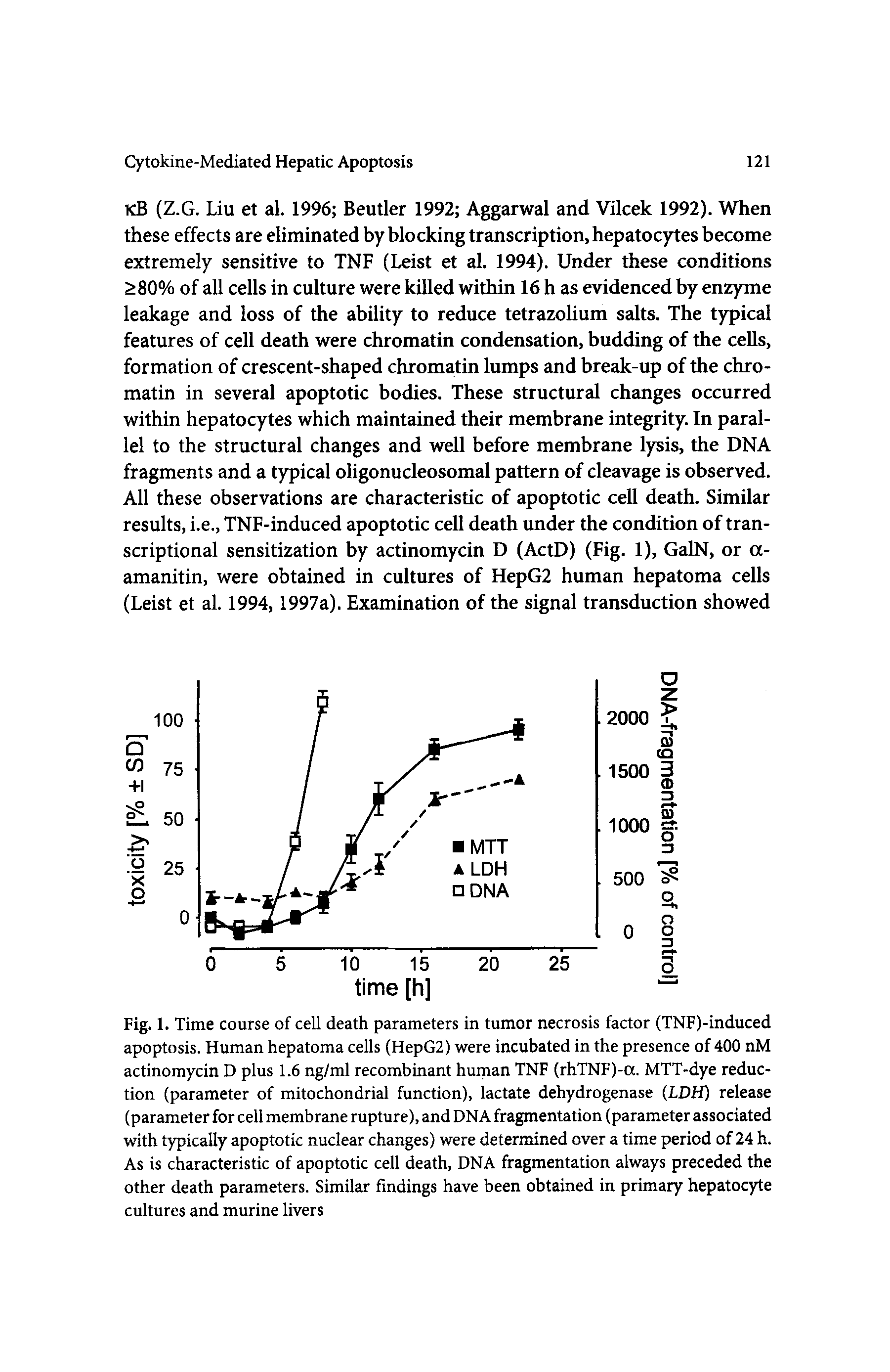 Fig. 1. Time course of cell death parameters in tumor necrosis factor (TNF)-induced apoptosis. Human hepatoma cells (HepG2) were incubated in the presence of 400 nM actinomycin D plus 1.6 ng/ml recombinant human TNF (rhTNF)-a. MTT-dye reduction (parameter of mitochondrial function), lactate dehydrogenase (LDH) release (parameter for cell membrane rupture), and DNA fragmentation (parameter associated with typically apoptotic nuclear changes) were determined over a time period of 24 h. As is characteristic of apoptotic cell death, DNA fragmentation always preceded the other death parameters. Similar findings have been obtained in primary hepatocyte cultures and murine livers...