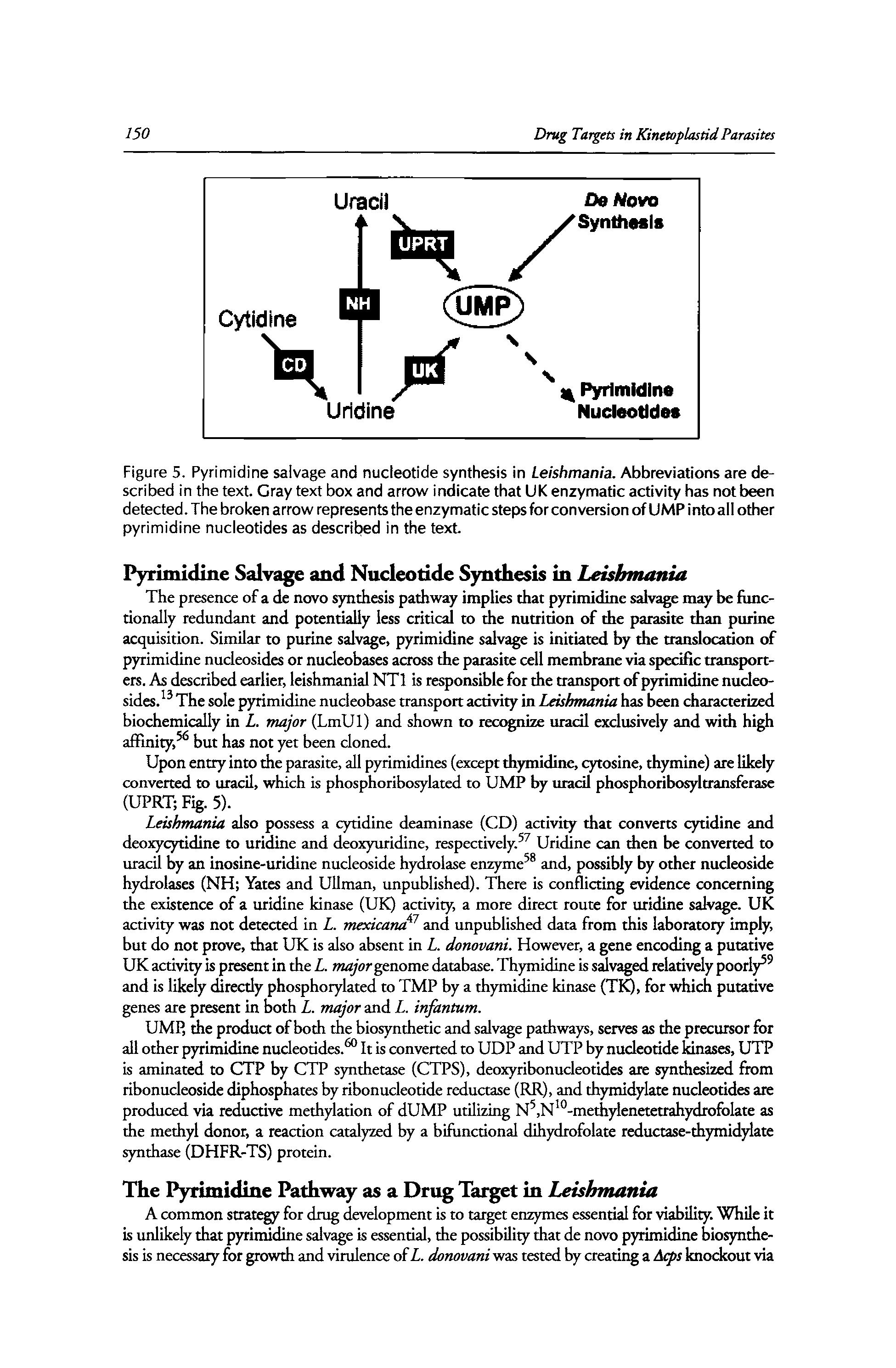Figure 5. Pyrimidine salvage and nucleotide synthesis in Leishmania. Abbreviations are described in the text. Cray text box and arrow indicate that UK enzymatic activity has not been detected. The broken arrow represents the enzymatic steps for conversion of UMP intoall other pyrimidine nucleotides as described in the text.