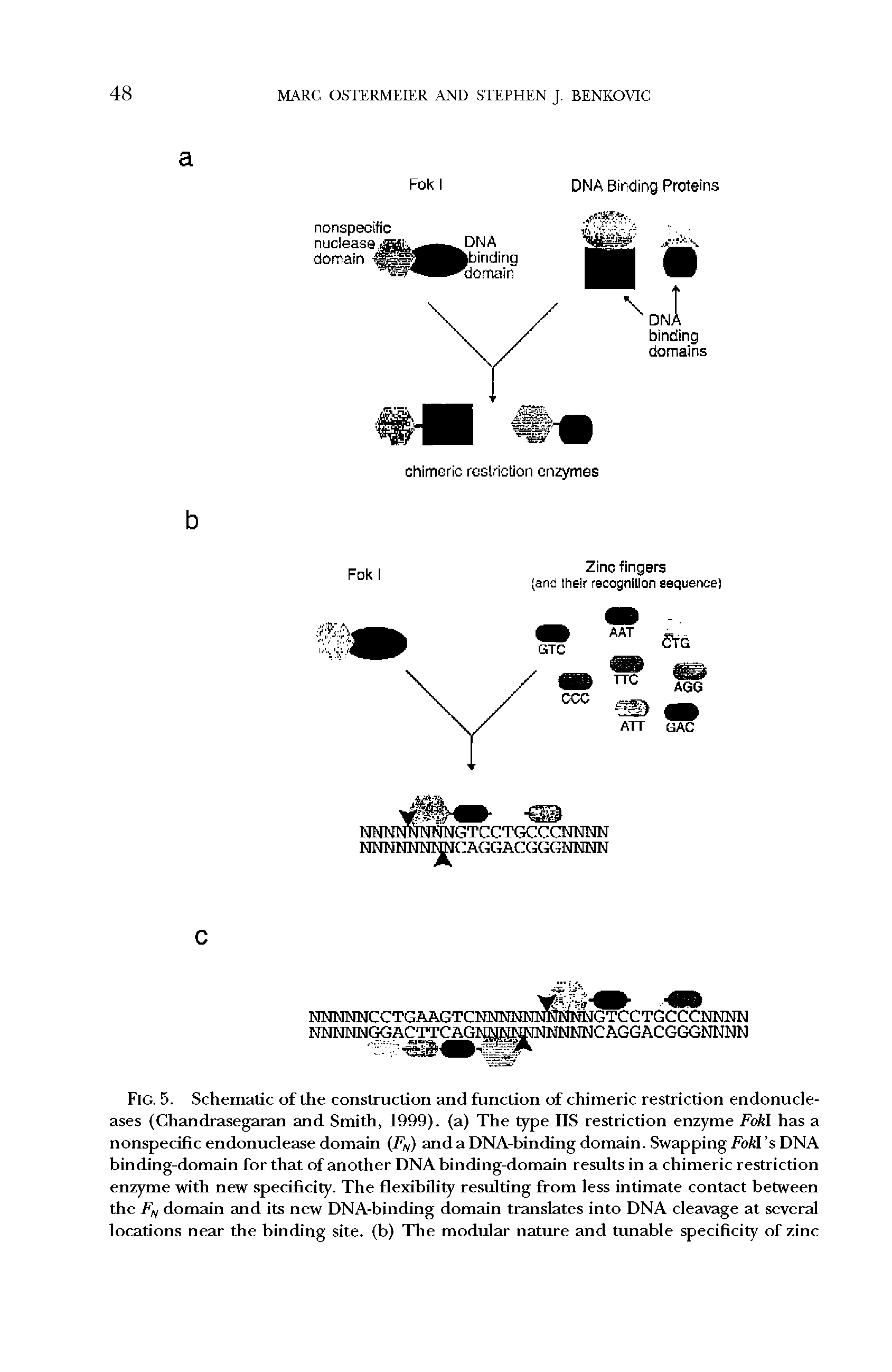 Fig. 5. Schematic of the construction and function of chimeric restriction endonucleases (Chandrasegaran and Smith, 1999). (a) The type IIS restriction enzyme Fokl has a nonspecific endonuclease domain (FN) and a DNA-binding domain. Swapping Fokl s DNA binding-domain for that of another DNA binding-domain results in a chimeric restriction enzyme with new specificity. The flexibility resulting from less intimate contact between the Fn domain and its new DNA-binding domain translates into DNA cleavage at several locations near the binding site, (b) The modular nature and tunable specificity of zinc...