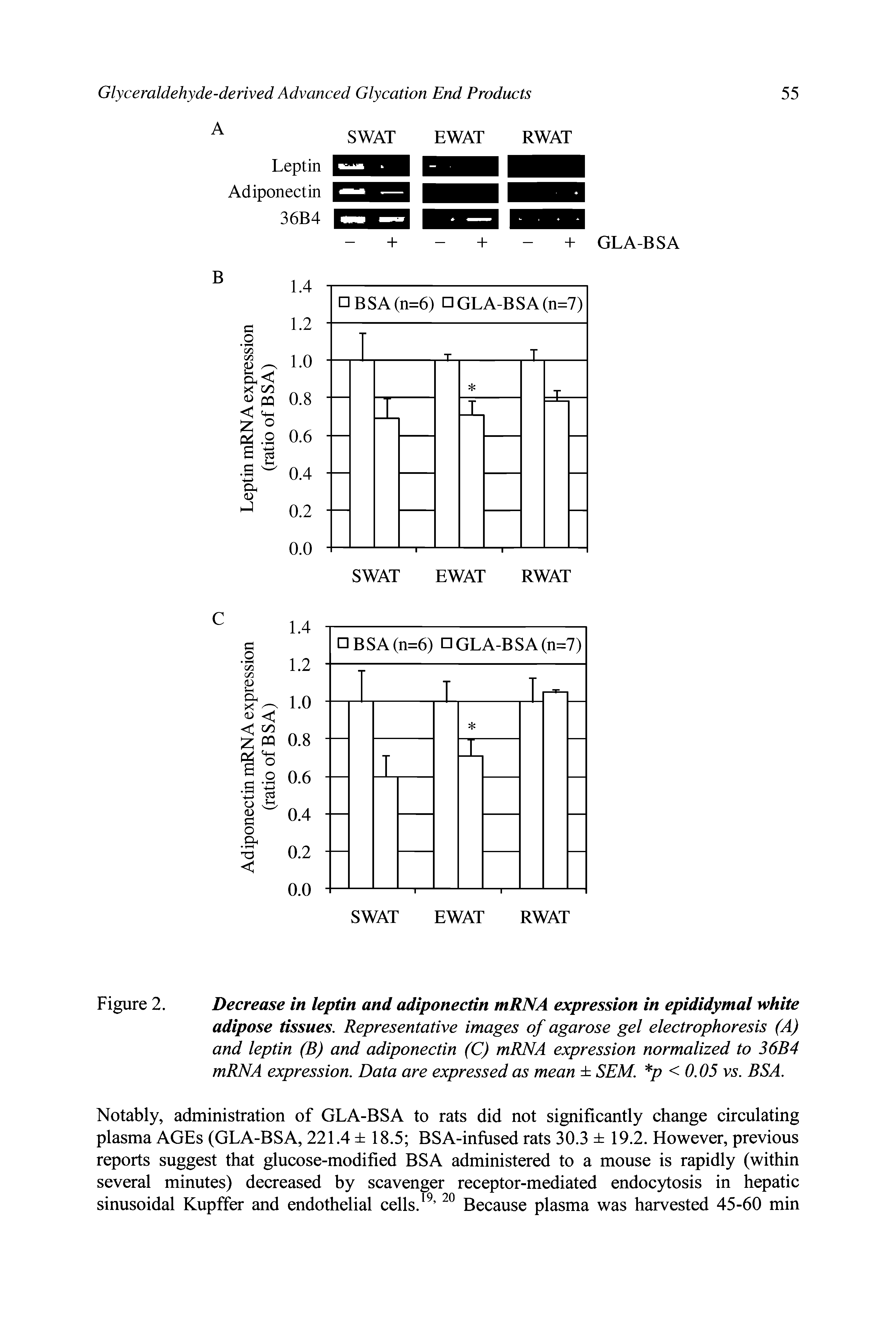 Figure 2. Decrease in leptin and adiponectin mRNA expression in epididymal white adipose tissues. Representative images of agarose gel electrophoresis (A) and leptin (B) and adiponectin (C) mRNA expression normalized to 36B4 mRNA expression. Data are expressed as mean SEM. p < 0.05 V5. BSA.