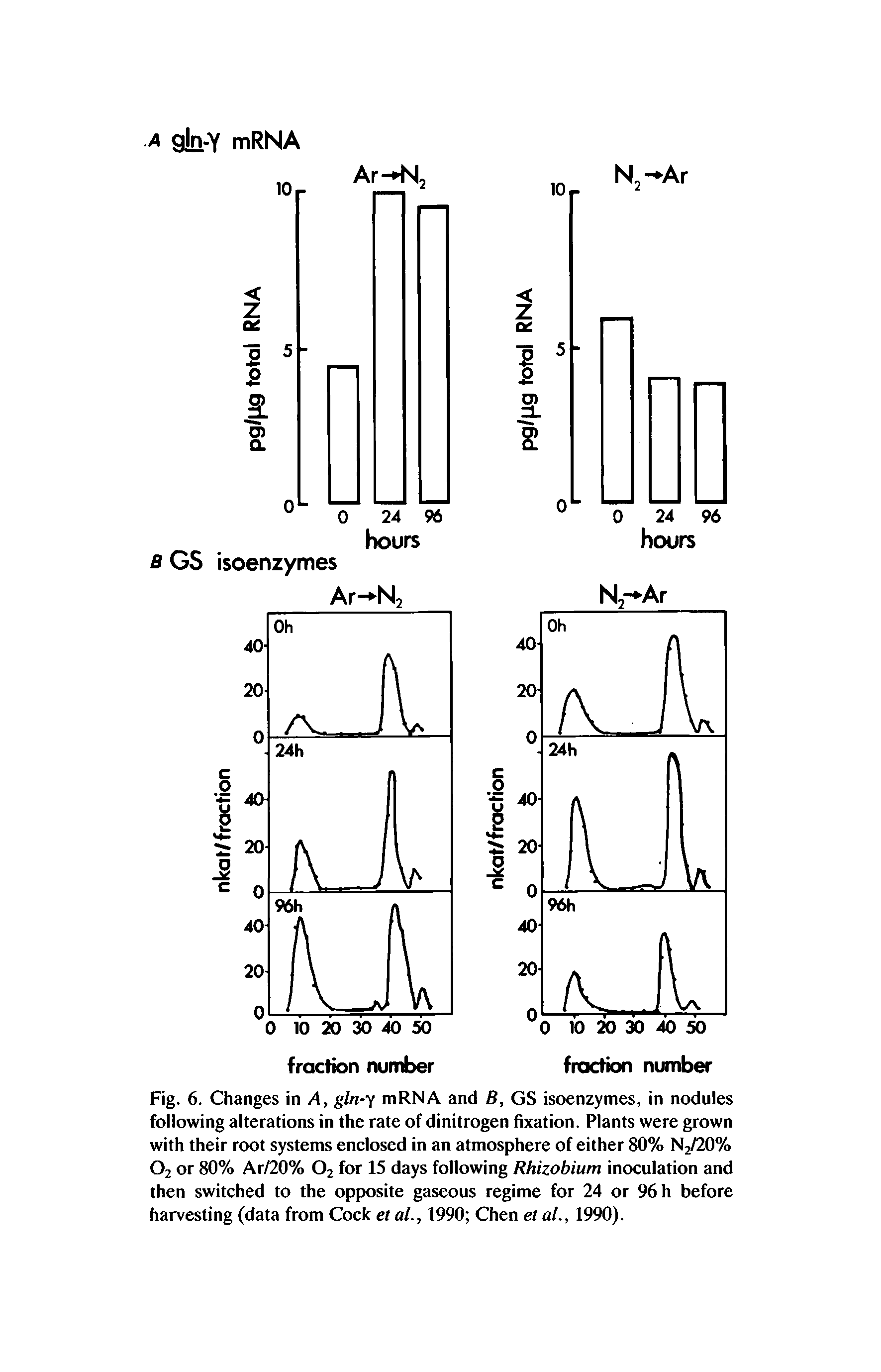 Fig. 6. Changes in A, gln-y mRNA and B, GS isoenzymes, in nodules following alterations in the rate of dinitrogen fixation. Plants were grown with their root systems enclosed in an atmosphere of either 80% N2/20% Oz or 80% Ar/20% 02 for 15 days following Rhizobium inoculation and then switched to the opposite gaseous regime for 24 or 96 h before harvesting (data from Cock et al., 1990 Chen et at., 1990).