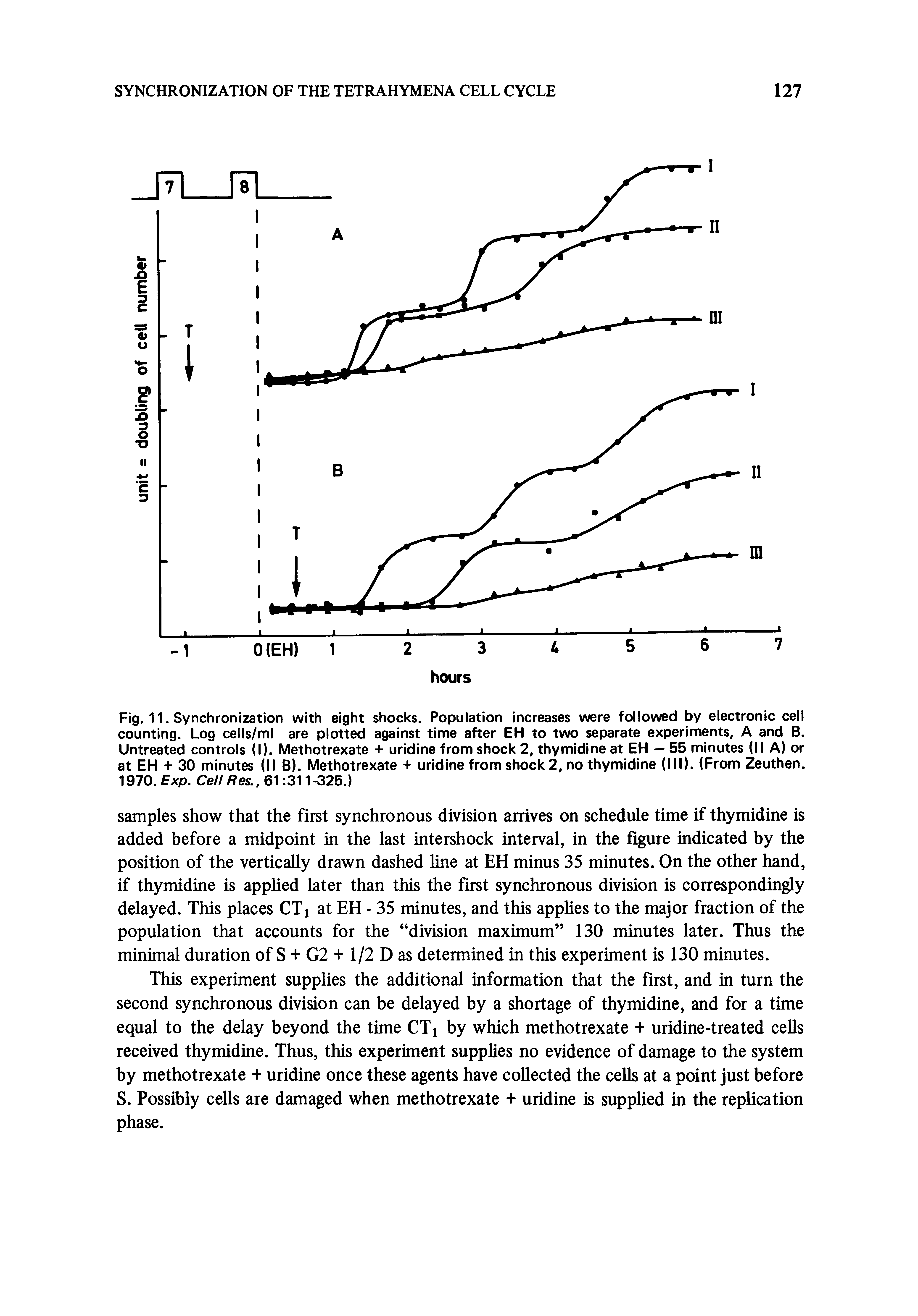 Fig. 11. Synchronization with eight shocks. Population increases were followed by electronic cell counting. Log cells/ml are plotted against time after EH to two separate experiments, A and B. Untreated controls (I). Methotrexate + uridine from shock 2, thymidine at EH — 55 minutes (II A) or at EH + 30 minutes (II B). Methotrexate + uridine from shock 2, no thymidine (III). (From Zeuthen. 1970. Exp. Cell Res.. 61 311 -325.)...
