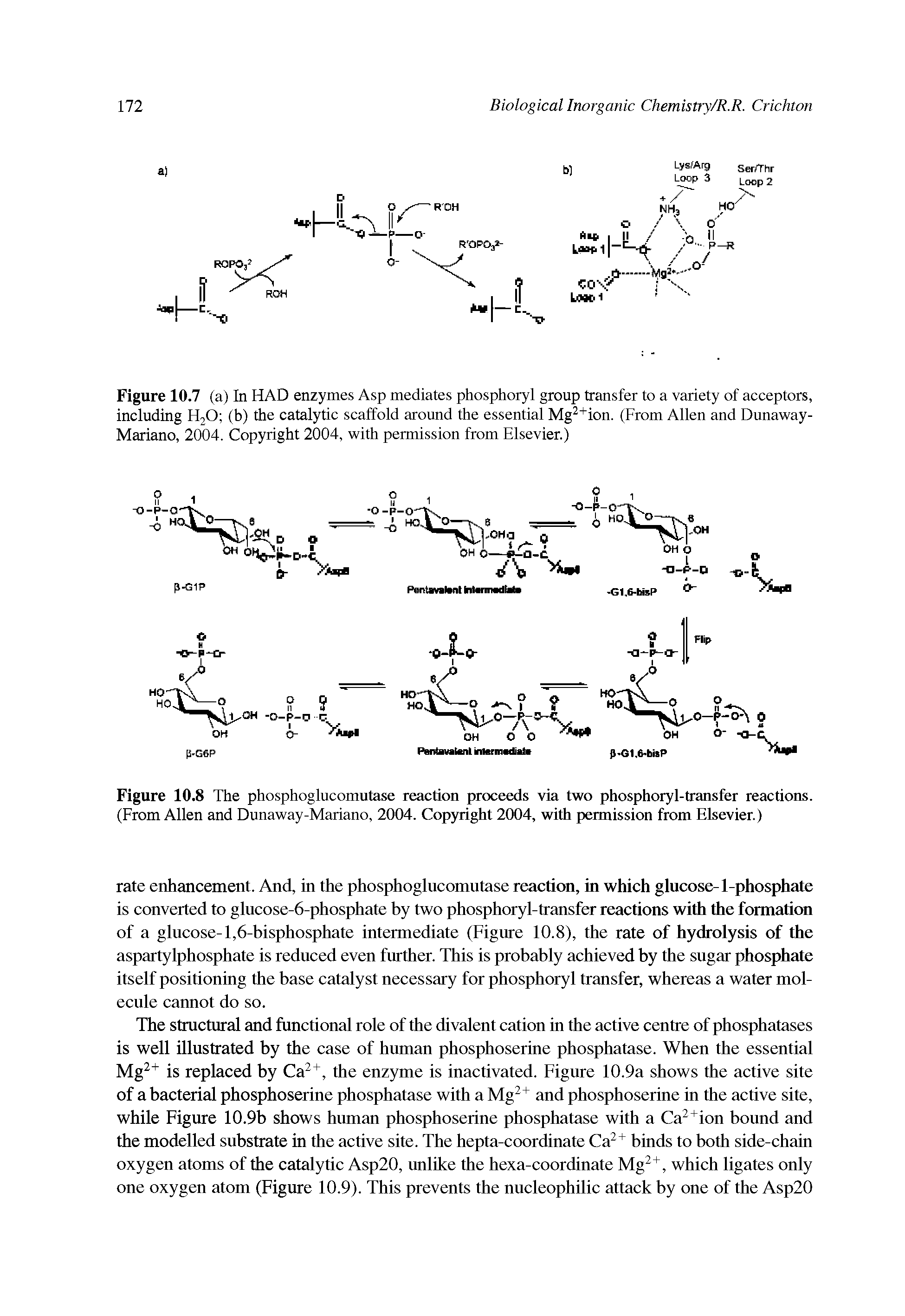 Figure 10.8 The phosphoglucomutase reaction proceeds via two phosphoryl-transfer reactions. (From Allen and Dunaway-Mariano, 2004. Copyright 2004, with permission from Elsevier.)...