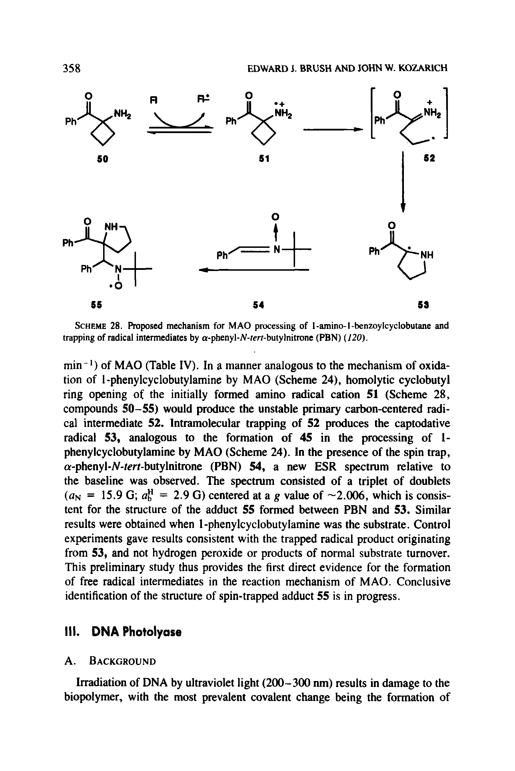 Scheme 28. Proposed mechanism for MAO processing of t-amino-l-benzoylcyclobutane and trapping of radical intermediates by a-phenyl-A-/m-butylnitrone (PBN) (J20).