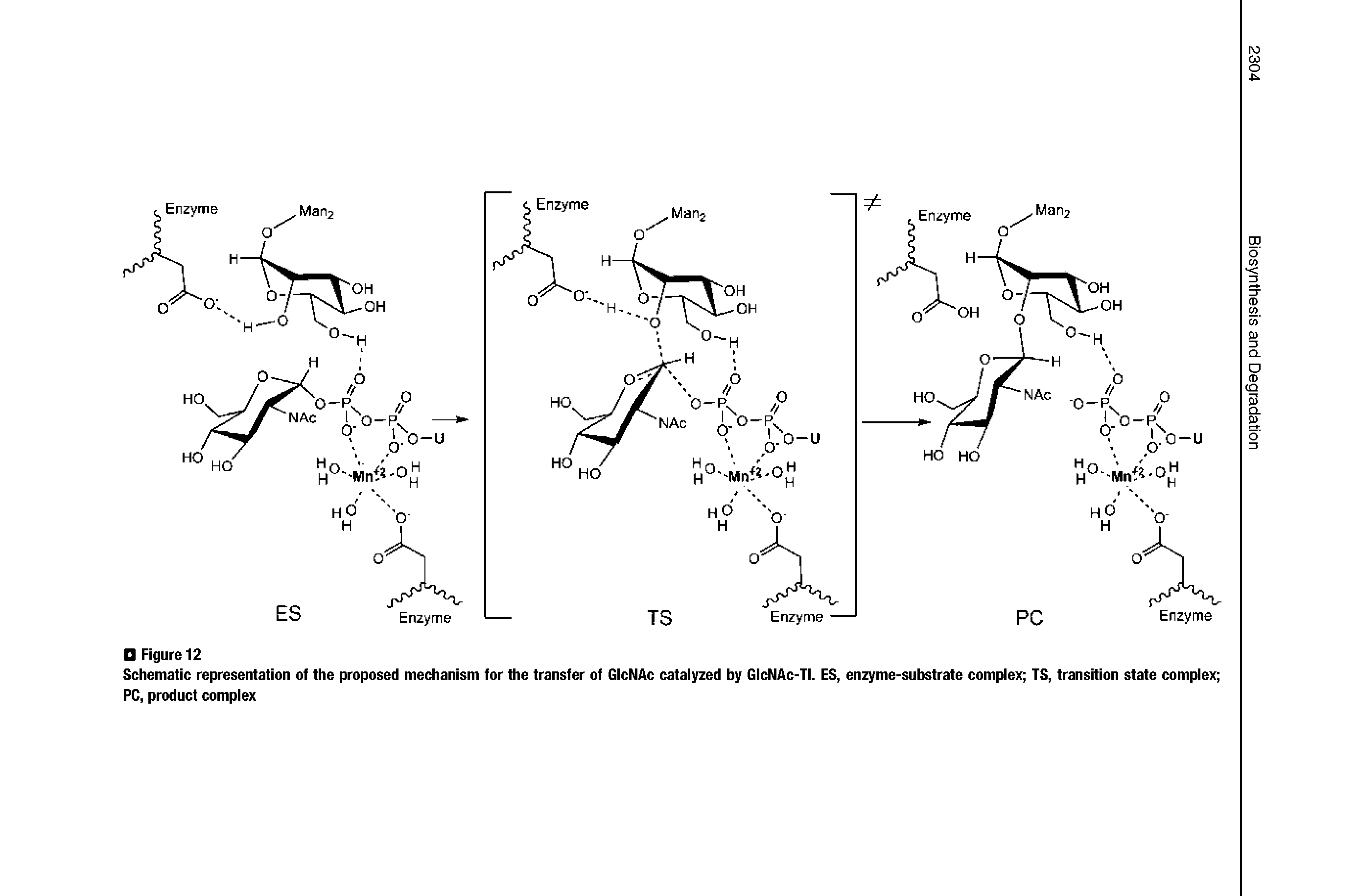 Schematic representation of the proposed mechanism for the transfer of GIcNAc catalyzed by GIcNAc-TI. ES, enzyme-substrate complex TS, transition state complex PC, product complex...