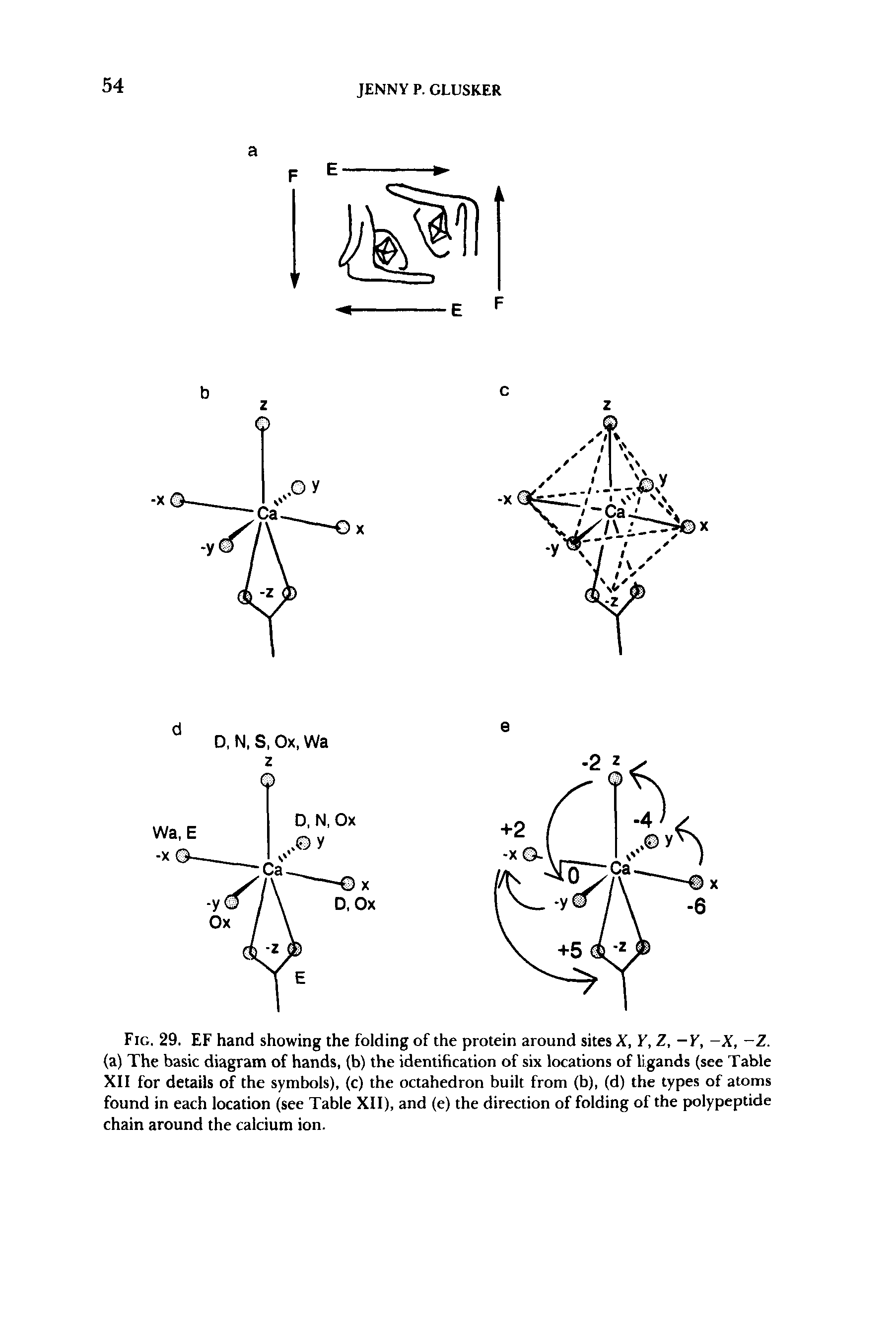 Fig. 29. EF hand showing the folding of the protein around sites X, Y, Z, - Y, -X, -Z. (a) The basic diagram of hands, (b) the identification of six locations of ligands (see Table XII for details of the symbols), (c) the octahedron built from (b), (d) the types of atoms found in each location (see Table XII), and (e) the direction of folding of the polypeptide chain around the calcium ion.