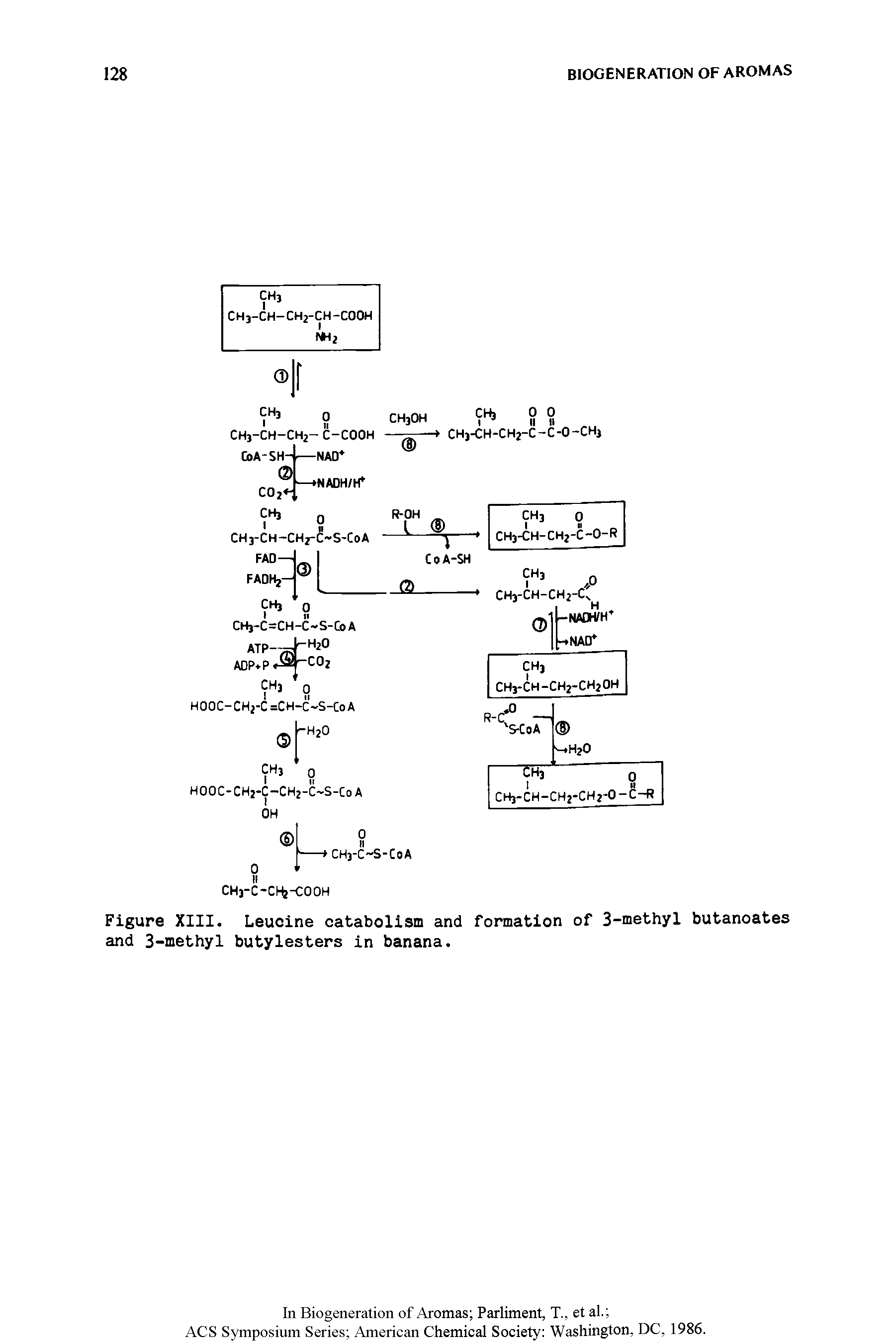 Figure XIII. Leucine catabolism and formation of 3-methyl butanoates and 3-methyl butylesters in banana.