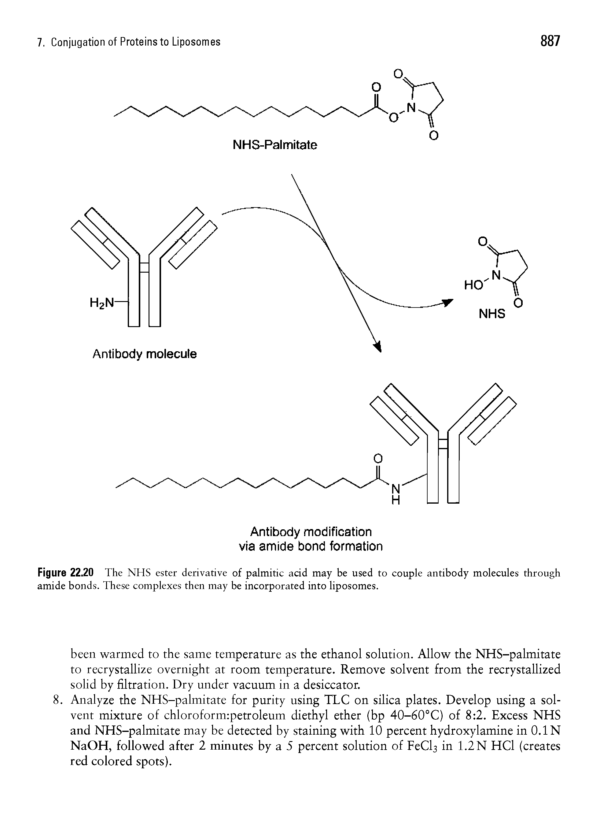 Figure 22.20 The NHS ester derivative of palmitic acid may be used to couple antibody molecules through amide bonds. These complexes then may be incorporated into liposomes.
