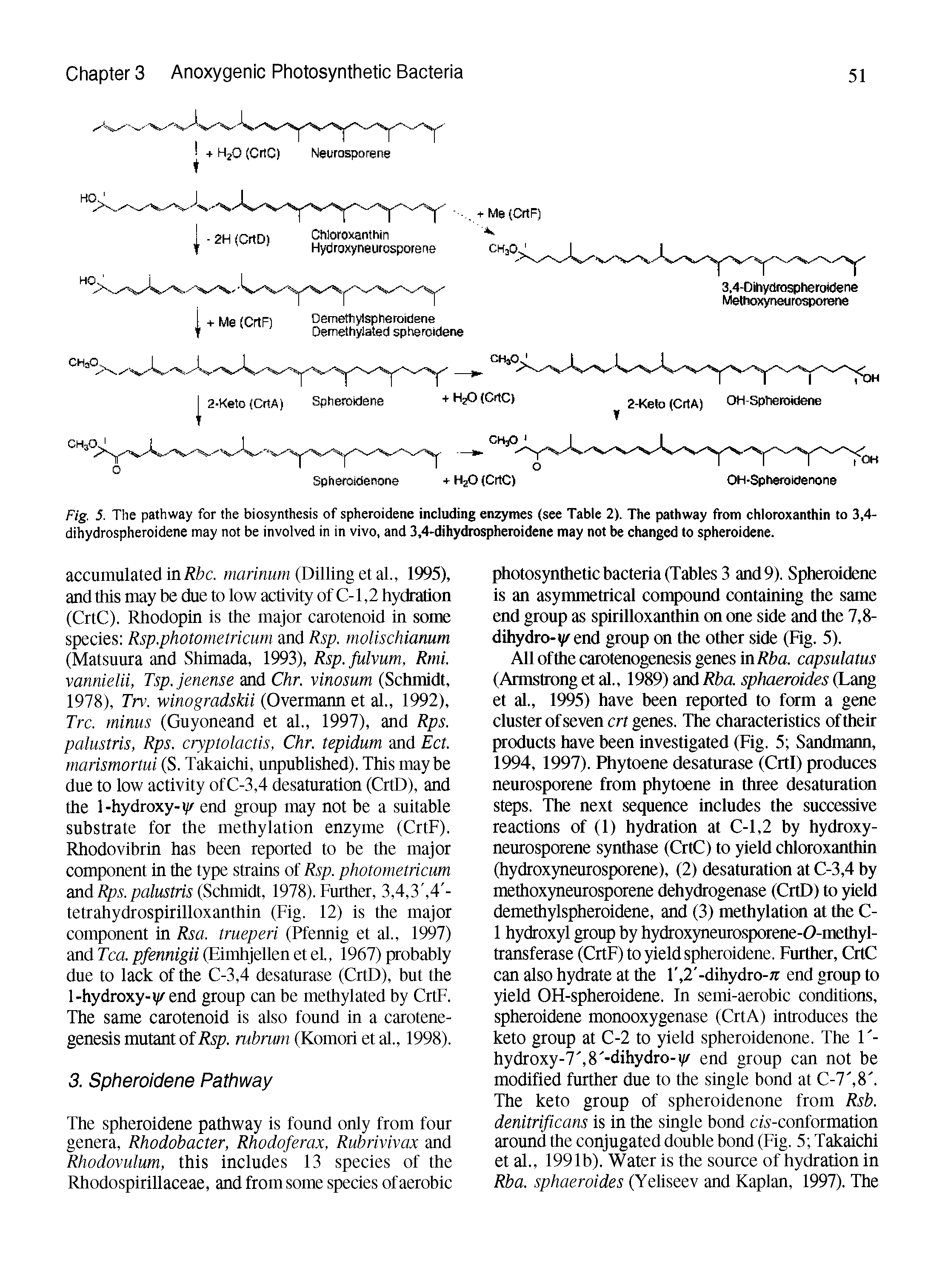 Fig. 5. The pathway for the biosynthesis of spheroidene including enzymes (see Table 2). The pathway from chloroxanthin to 3,4-dihydrospheroidene may not be involved in in vivo, and 3,4-dihydrospheroidene may not be changed to spheroidene.