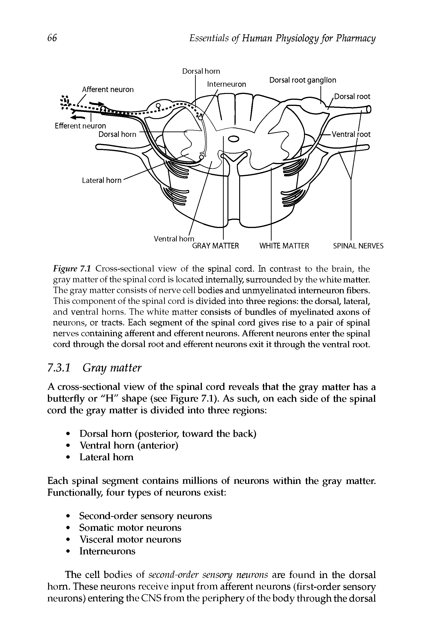 Figure 7.1 Cross-sectional view of the spinal cord. In contrast to the brain, the gray matter of the spinal cord is located internally, surrounded by the white matter. The gray matter consists of nerve cell bodies and unmyelinated intemeuron fibers. This component of the spinal cord is divided into three regions the dorsal, lateral, and ventral horns. The white matter consists of bundles of myelinated axons of neurons, or tracts. Each segment of the spinal cord gives rise to a pair of spinal nerves containing afferent and efferent neurons. Afferent neurons enter the spinal cord through the dorsal root and efferent neurons exit it through the ventral root.