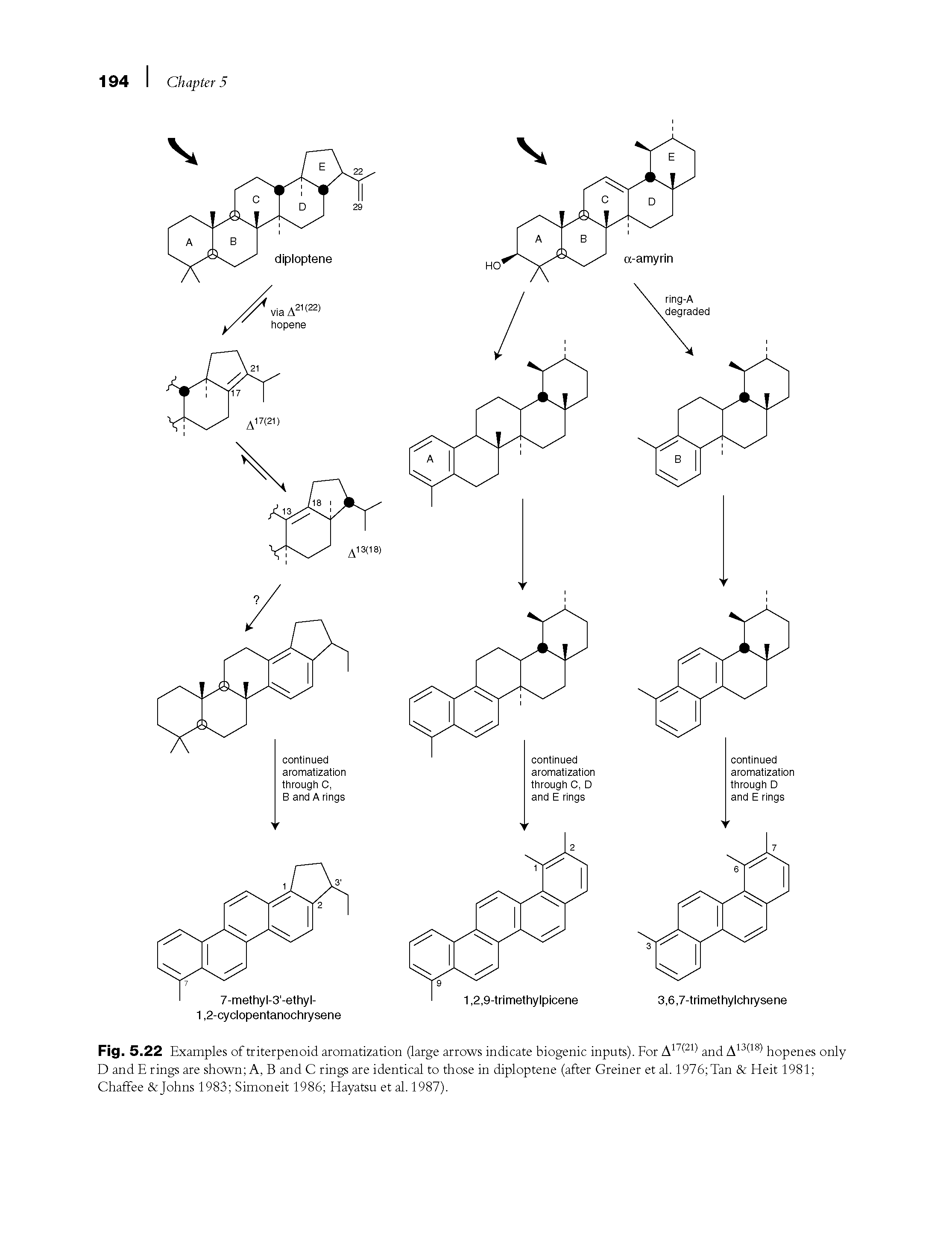 Fig. 5.22 Examples of triterpenoid aromatization (large arrows indicate biogenic inputs). For A171 21- and A13( 18-) hopenes only D and E rings are shown A, B and C rings are identical to those in diploptene (after Greiner et al. 1976 Tan Heit 1981 Chaffee Johns 1983 Simoneit 1986 Hayatsu et al. 1987).