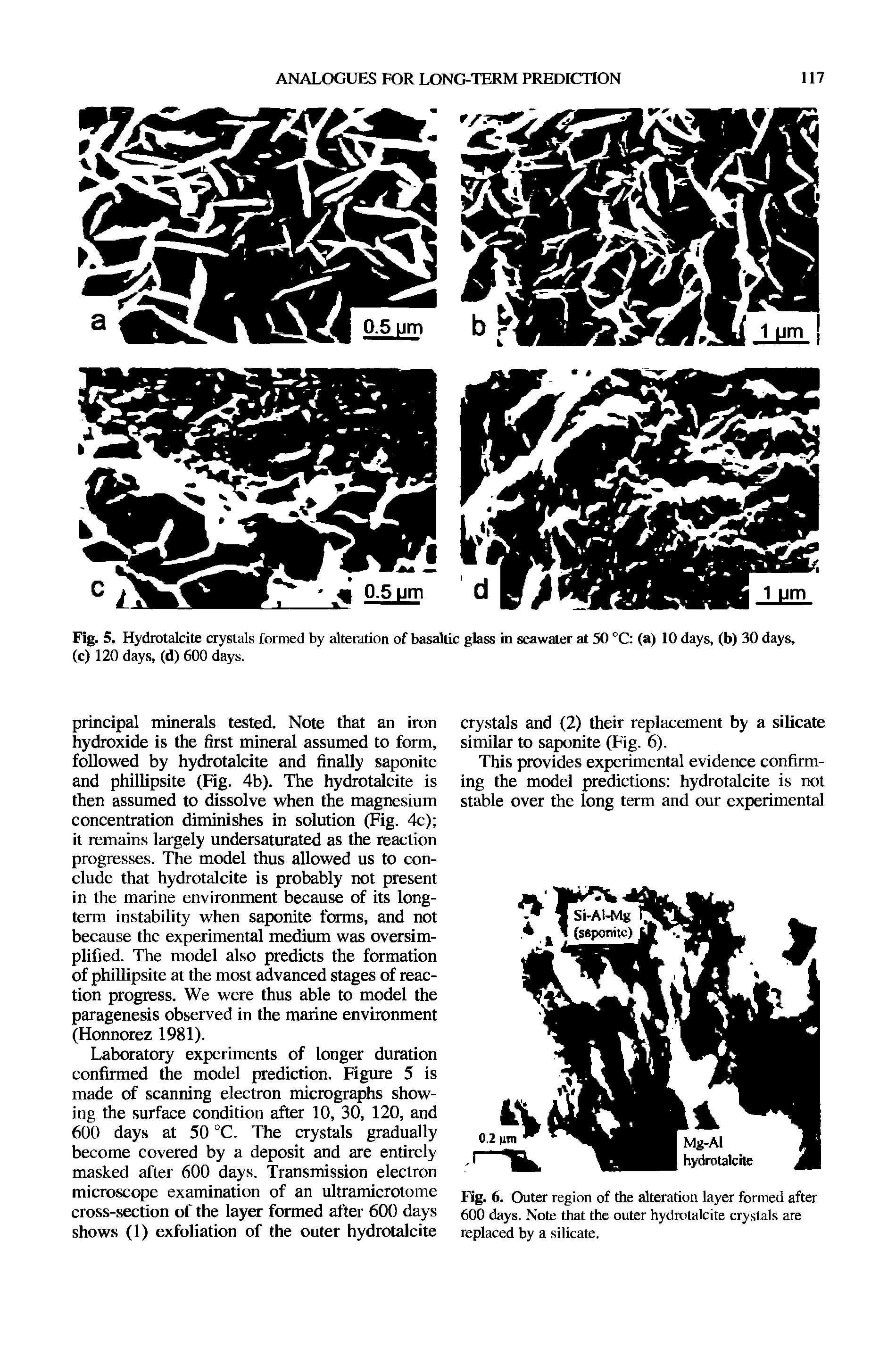 Fig. 6. Outer region of the alteration layer formed after 600 days. Note that the outer hydrotalcite crystals are replaced by a silicate.