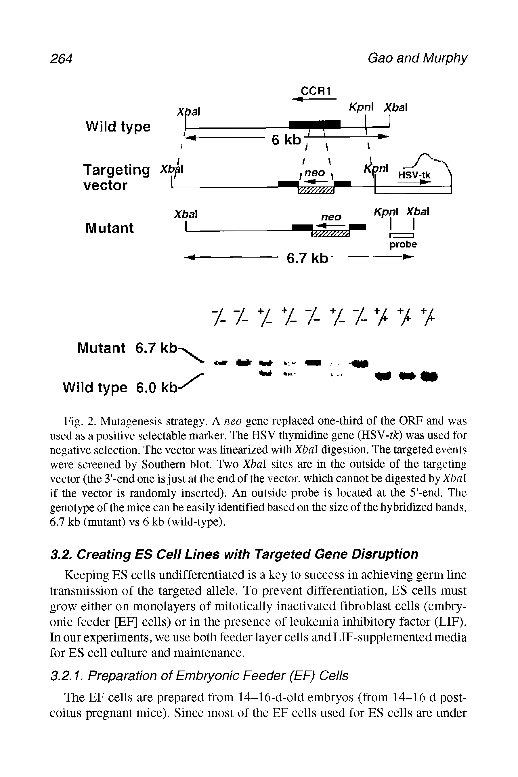 Fig. 2. Mutagenesis strategy. A neo gene replaced one-third of the ORF and was used as a positive selectable marker. The HSV thymidine gene (HSV-ffc) was used for negative selection. The vector was linearized with Xbal digestion. The targeted events were screened by Southern blot. Two Xbal sites are in the outside of the targeting vector (the 3 -end one is just at the end of the vector, which cannot be digested by Xbal if the vector is randomly inserted). An outside probe is located at the 5 -end. The genotype of the mice can be easily identified based on the size of the hybridized bands, 6.7 kb (mutant) vs 6 kb (wild-type).