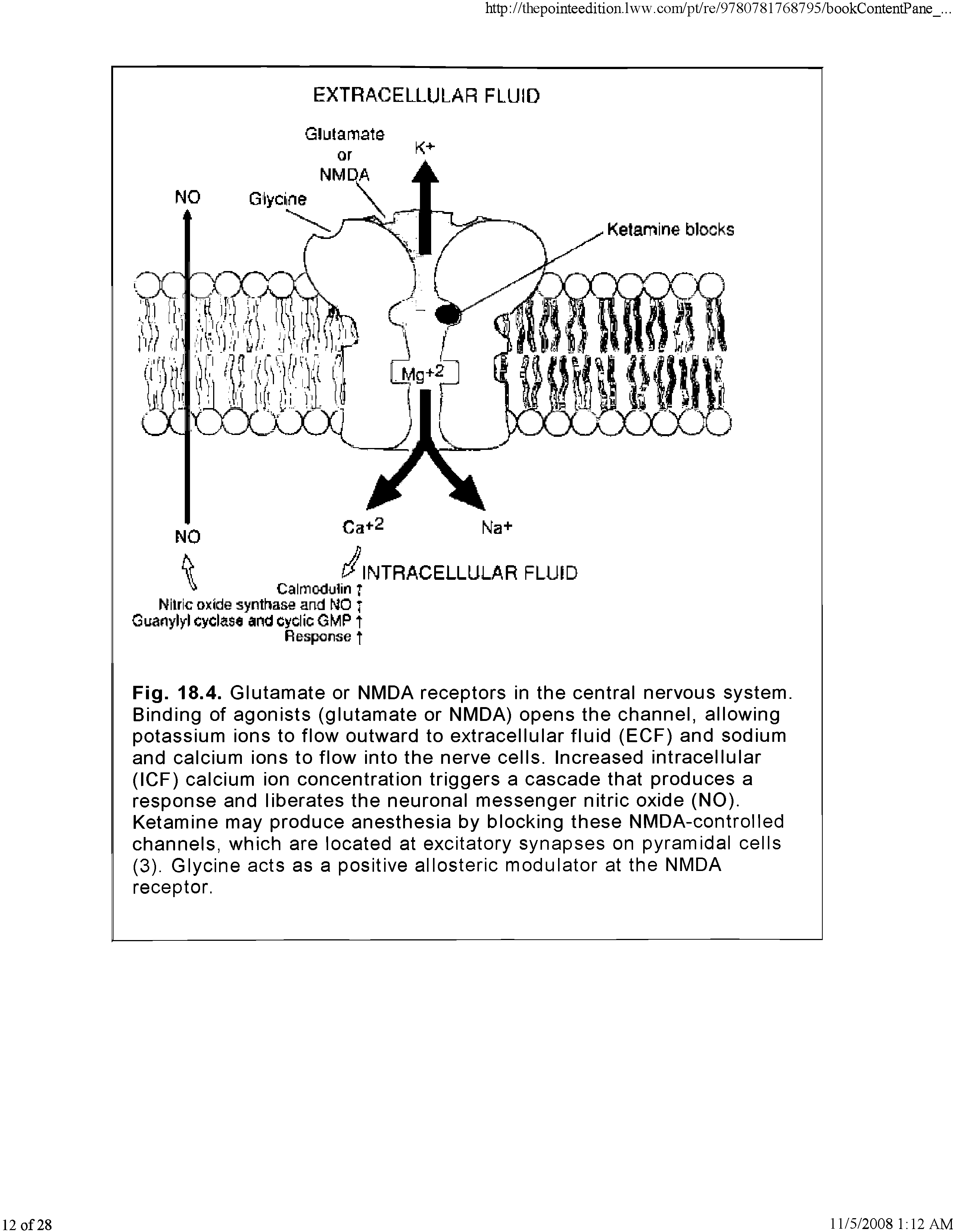 Fig. 18.4. Glutamate or NMDA receptors in the central nervous system. Binding of agonists (glutamate or NMDA) opens the channel, allowing potassium ions to flow outward to extracellular fluid (ECF) and sodium and calcium ions to flow into the nerve cells. Increased intracellular (IGF) calcium ion concentration triggers a cascade that produces a response and liberates the neuronal messenger nitric oxide (NO). Ketamine may produce anesthesia by blocking these NMDA-controlled channels, which are located at excitatory synapses on pyramidal cells (3). Glycine acts as a positive allosteric modulator at the NMDA receptor.