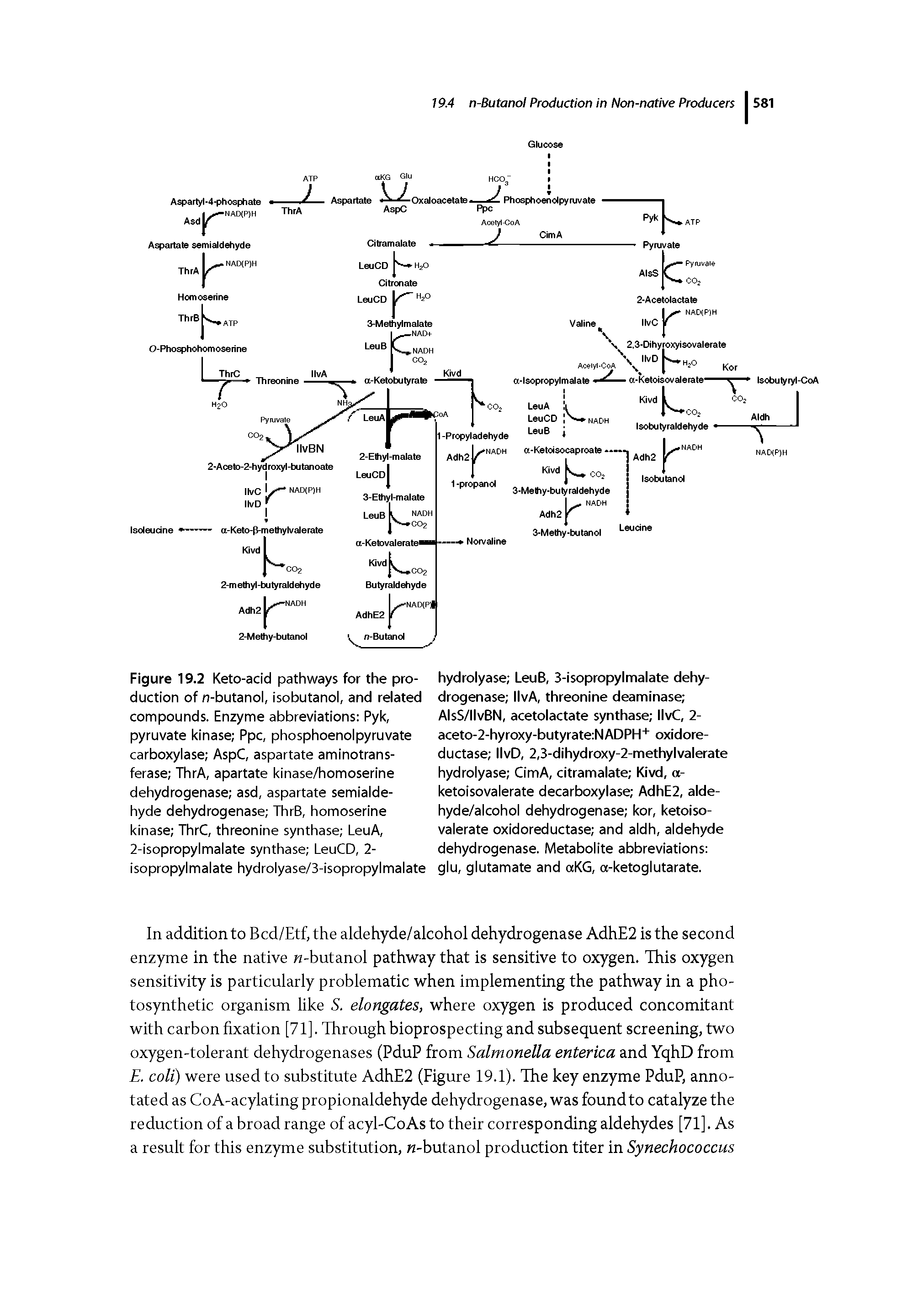 Figure 19.2 Keto-add pathways for the production of n-butanol, isobutanol, and related compounds. Enzyme abbreviations Pyk, pyruvate kinase Ppc, phosphoenolpyruvate carboxylase AspC, aspartate aminotransferase ThrA, apartate kinase/homoserine dehydrogenase asd, aspartate semialdehyde dehydrogenase ThrB, homoserine kinase ThrC, threonine synthase LeuA, 2-isopropylmalate synthase LeuCD, 2-isopropylmalate hydrolyase/3-isopropylmalate...