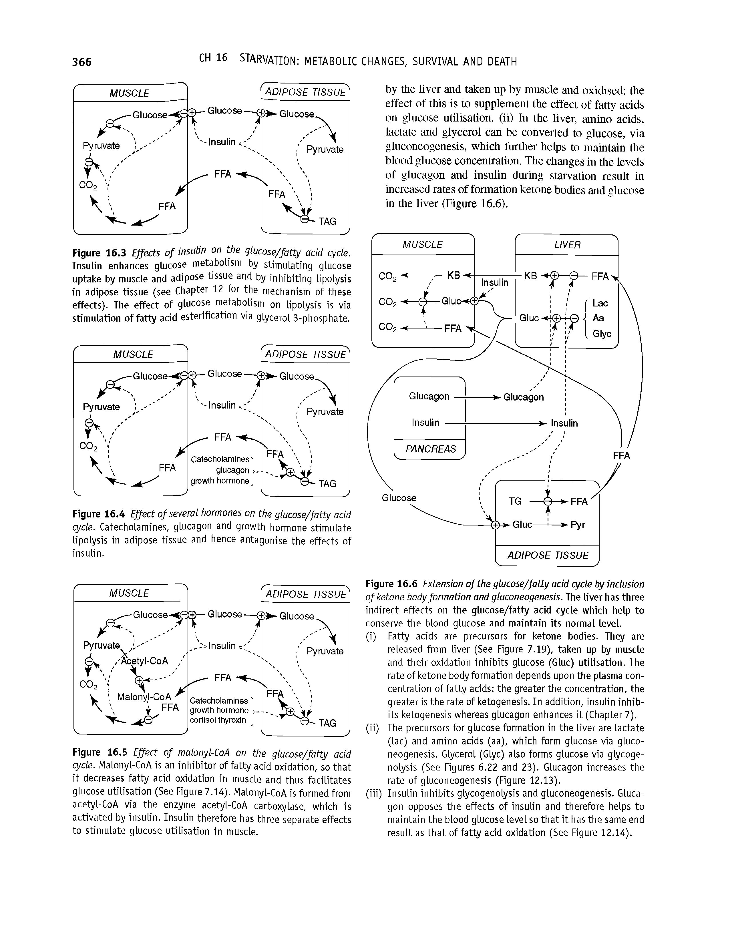 Figure 16.5 Effect of malonyl-CoA on the glucose/fatty acid cycle. Malonyl-CoA is an inhibitor of fatty acid oxidation, so that it decreases fatty acid oxidation in muscle and thus facilitates glucose utilisation (See Figure 7.14). Malonyl-CoA is formed from acetyl-CoA via the enzyme acetyl-CoA carboxylase, which is activated by insulin. Insulin therefore has three separate effects to stimulate glucose utilisation in muscle.