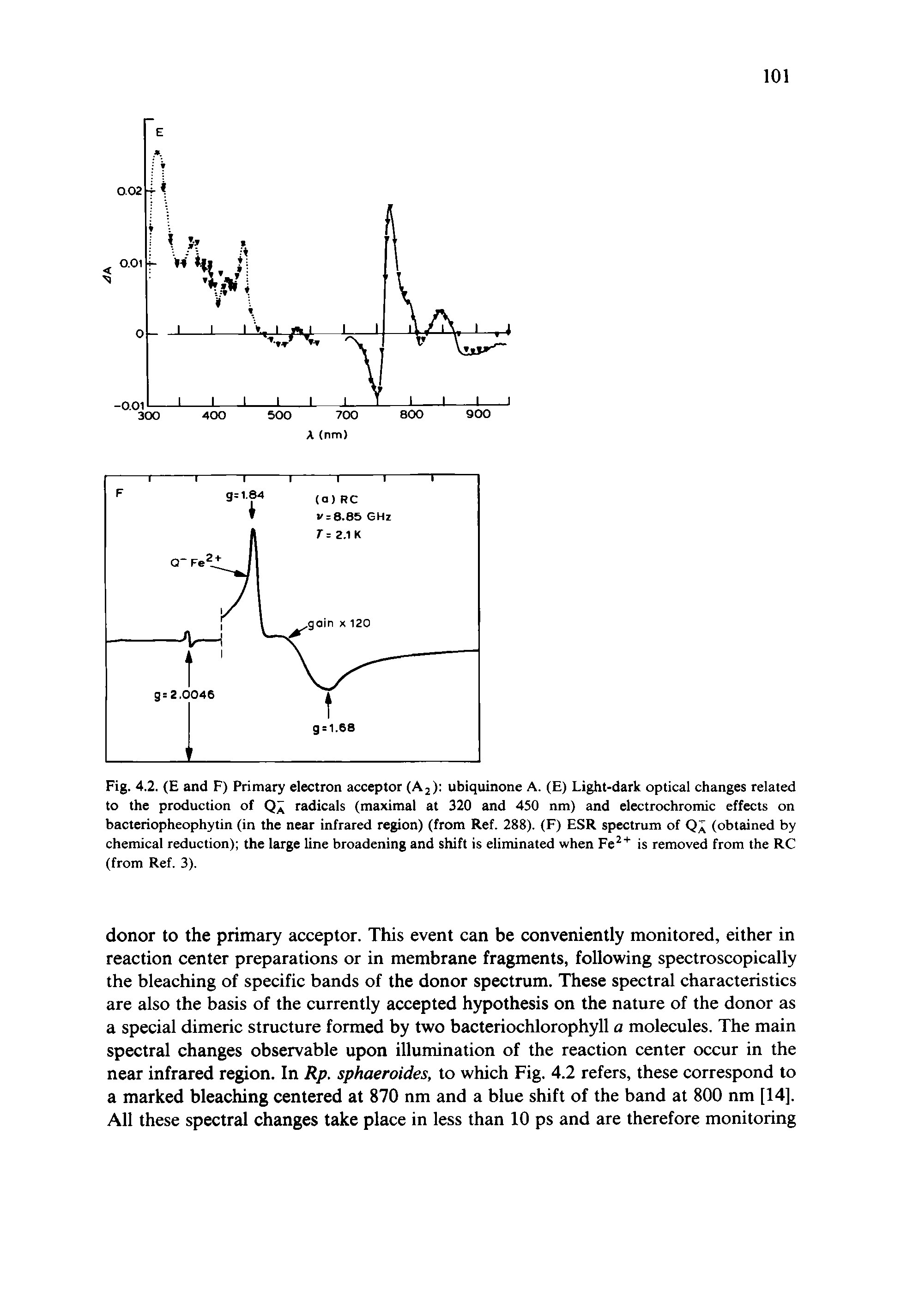 Fig. 4.2. (E and F) Primary electron acceptor (Aj) ubiquinone A. (E) Light-dark optical changes related to the production of radicals (maximal at 320 and 450 nm) and electrochromic effects on bacteriopheophytin (in the near infrared region) (from Ref. 288). (F) ESR spectrum of (obtained by chemical reduction) the large line broadening and shift is eliminated when Fe is removed from the RC (from Ref. 3).