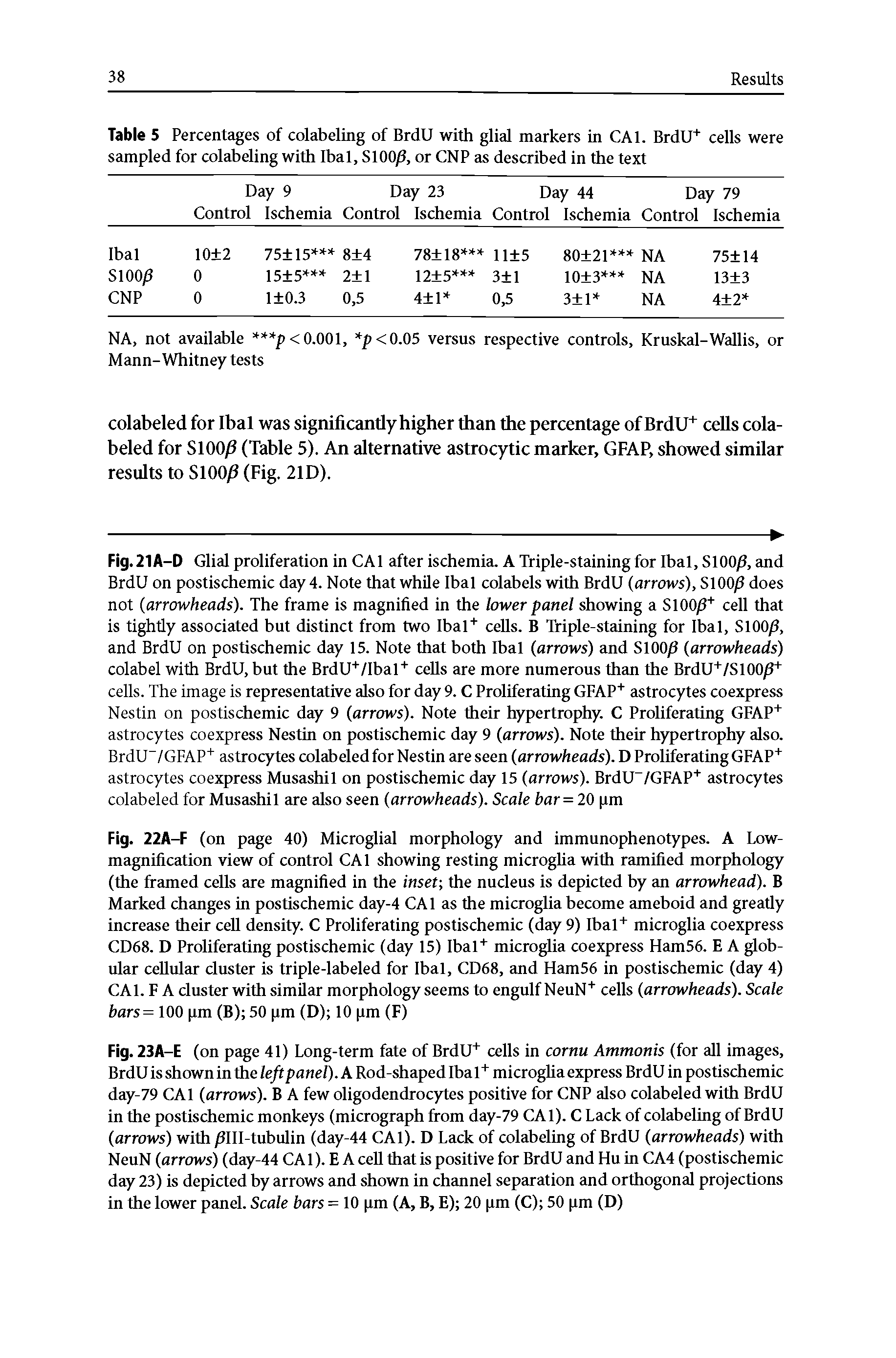 Fig. 23A-E (on page 41) Long-term fate of BrdU+ cells in cornu Ammonis (for all images, BrdU is shown in the left panel). A Rod-shaped Ibal+ microglia express BrdU in postischemic day-79 CA1 (arrows). B A few oligodendrocytes positive for CNP also colabeled with BrdU in the postischemic monkeys (micrograph from day-79 CA1). C Lack of colabeling of BrdU (arrows) with /3111-tubulin (day-44 CA1). D Lack of colabeling of BrdU (arrowheads) with NeuN (arrows) (day-44 CA1). E A cell that is positive for BrdU and Hu in CA4 (postischemic day 23) is depicted by arrows and shown in channel separation and orthogonal projections in the lower panel. Scale bars = 10 pm (A, B, E) 20 pm (C) 50 pm (D)...