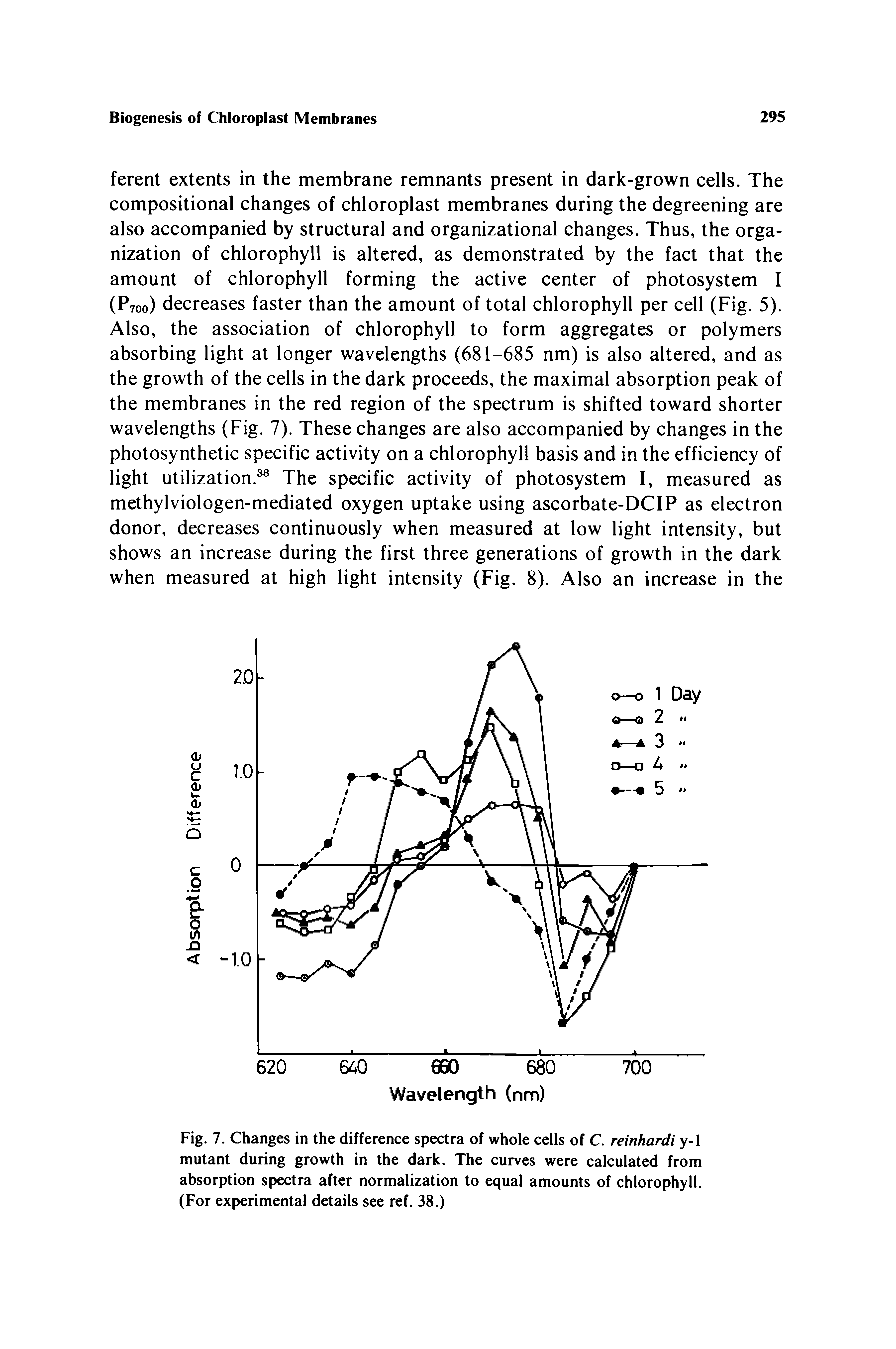 Fig. 7. Changes in the difference spectra of whole cells of C. reinhardi y-1 mutant during growth in the dark. The curves were calculated from absorption spectra after normalization to equal amounts of chlorophyll. (For experimental details see ref. 38.)...
