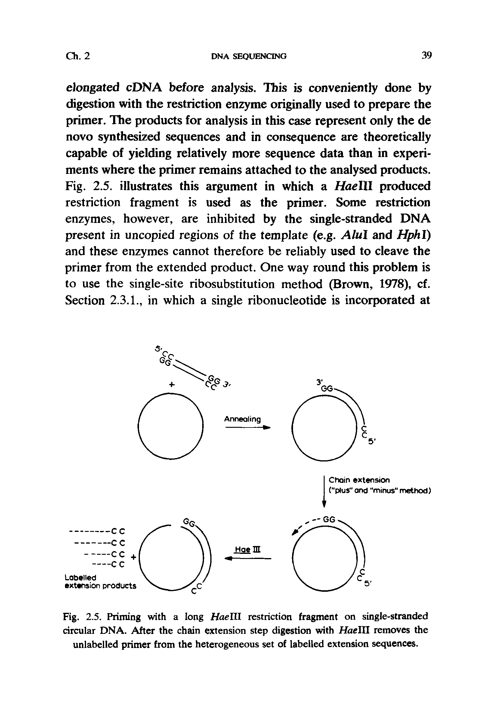 Fig. 2.5. Priming with a long Hae HI restriction fragment on single-stranded circular DNA. After the chain extension step digestion with Hae III removes the unlabelled primer from the heterogeneous set of labelled extension sequences.