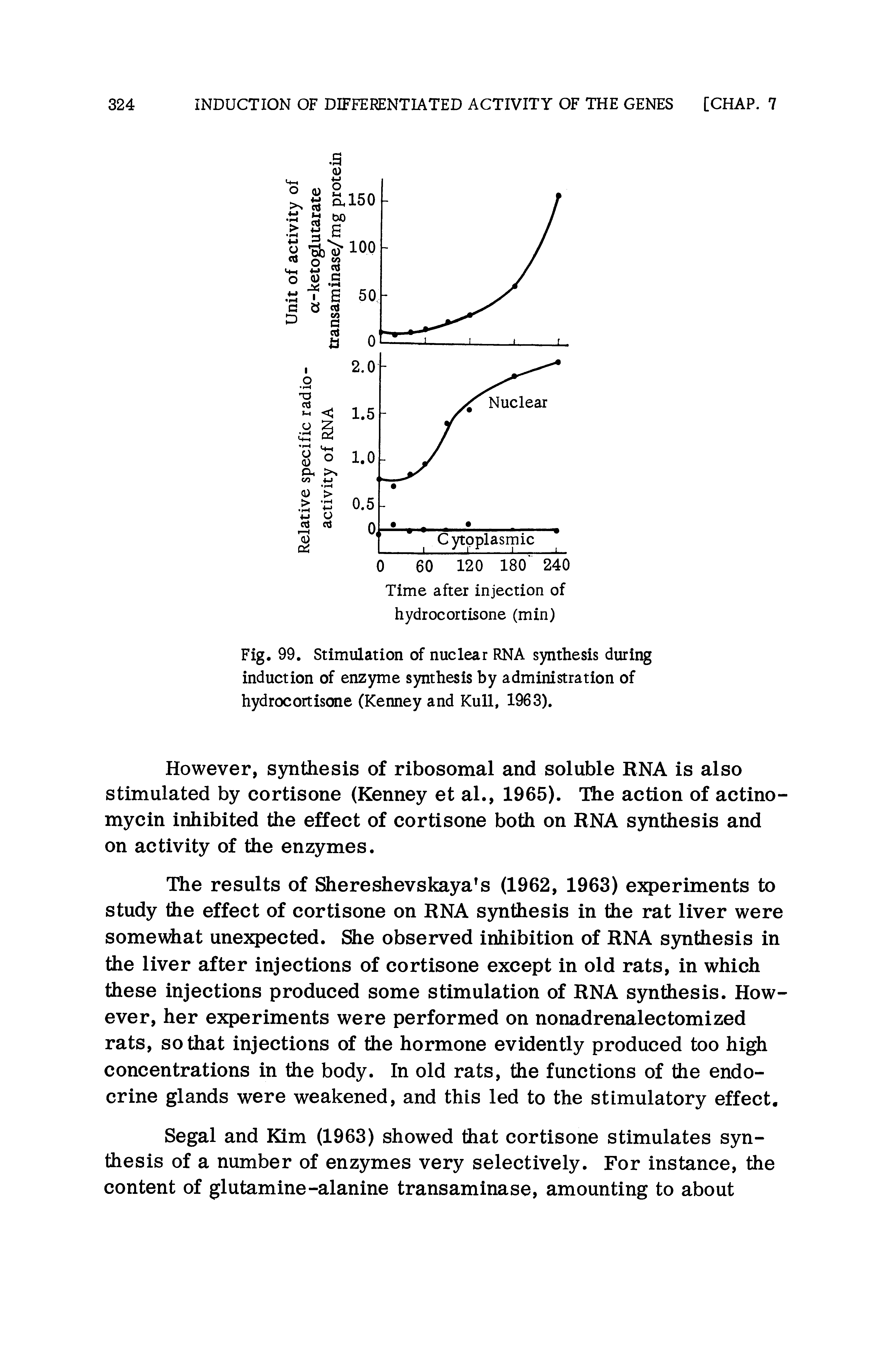 Fig. 99. Stimulation of nuclear RNA synthesis during induction of enzyme synthesis by administration of hydrocortisone (Kenney and Kull, 1963).