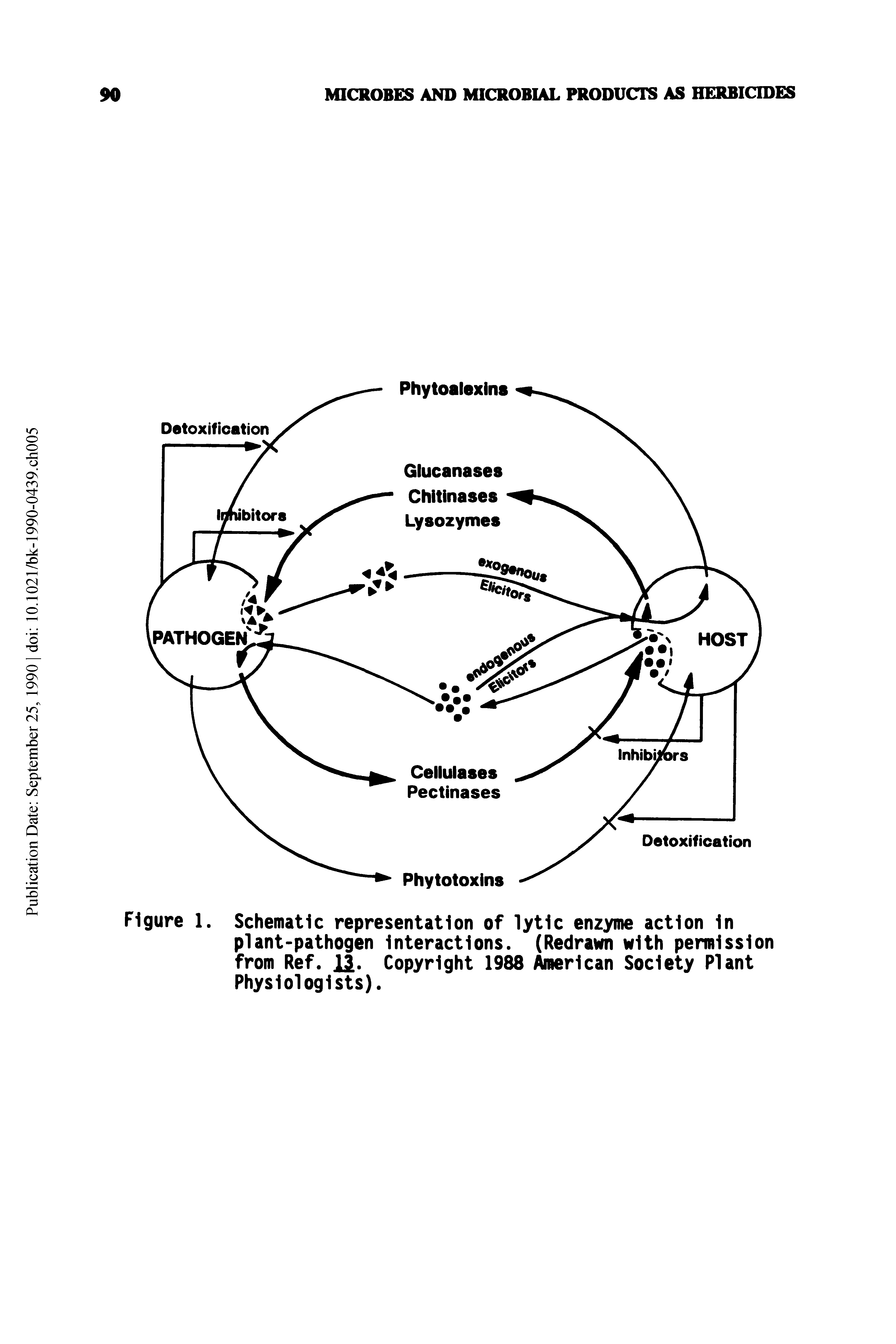 Schematic representation of lytic enzyme action In plant-pathogen Interactions. (Redrawn with permission from Ref. il. Copyright 1988 American Society Plant Physiologists).
