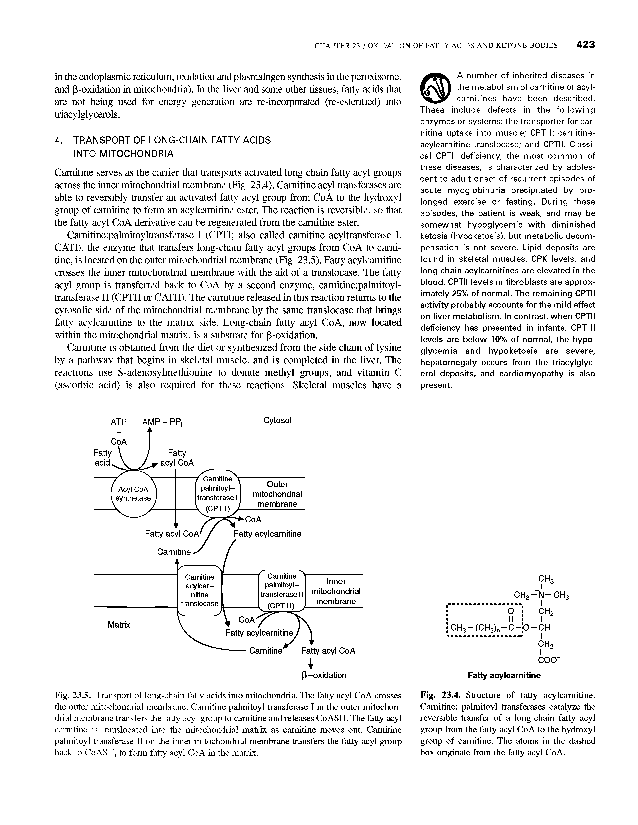 Fig. 23.5. Transport of long-chain fatty acids into mitochondria. The fatty acyl CoA crosses the outer mitochondrial membrane. Carnitine pahnitoyl transferase I in the outer mitochondrial membrane transfers the fatty acyl group to carnitine and releases Co ASH. The fatty acyl carnitine is translocated into the mitochondrial matrix as carnitine moves out. Carnitine palmitoyl transferase II on the inner mitochondrial membrane transfers the fatty acyl group back to CoASH, to form fatty acyl CoA in the matrix.