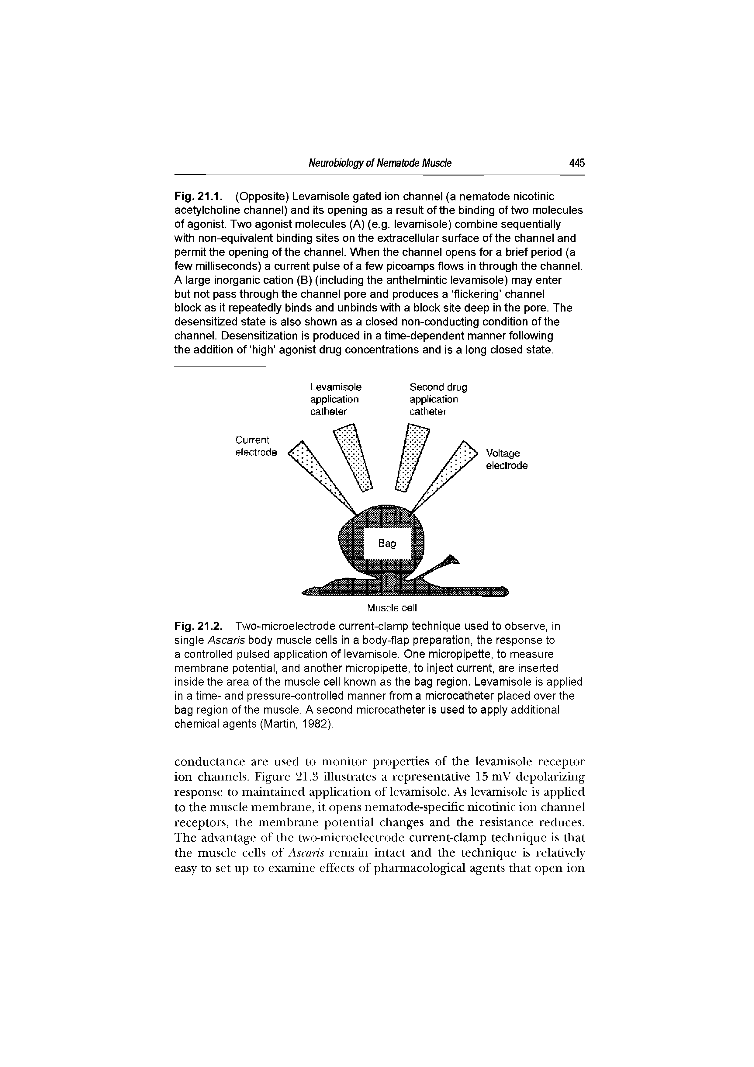 Fig. 21.2. Two-microelectrode current-clamp technique used to observe, in single Ascaris body muscle cells in a body-flap preparation, the response to a controlled pulsed application of levamisole. One micropipette, to measure membrane potential, and another micropipette, to inject current, are inserted inside the area of the muscle cell known as the bag region. Levamisole is applied in a time- and pressure-controlled manner from a microcatheter placed over the bag region of the muscle. A second microcatheter is used to apply additional chemical agents (Martin, 1982).