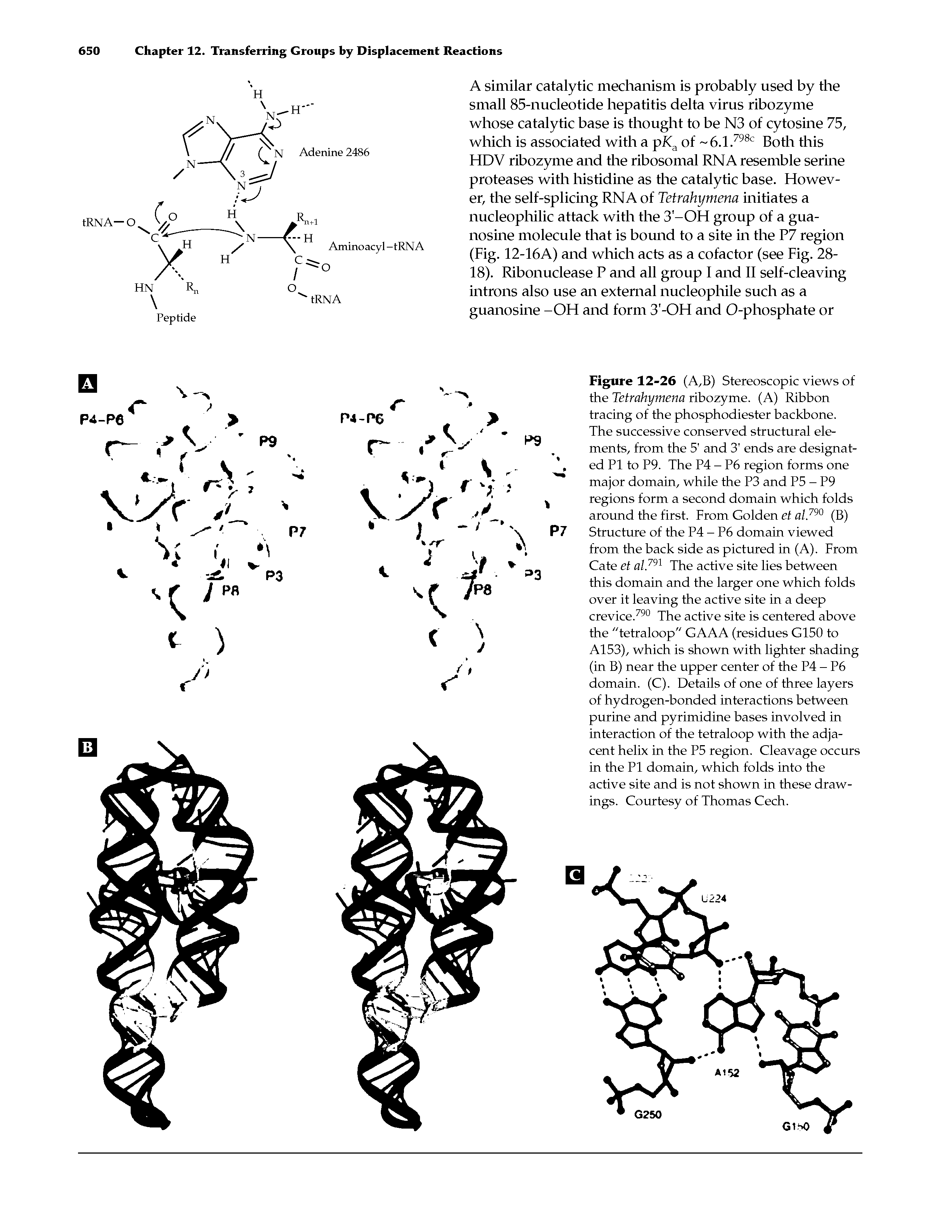 Figure 12-26 (A,B) Stereoscopic views of the Tetrahymena ribozyme. (A) Ribbon tracing of the phosphodiester backbone.