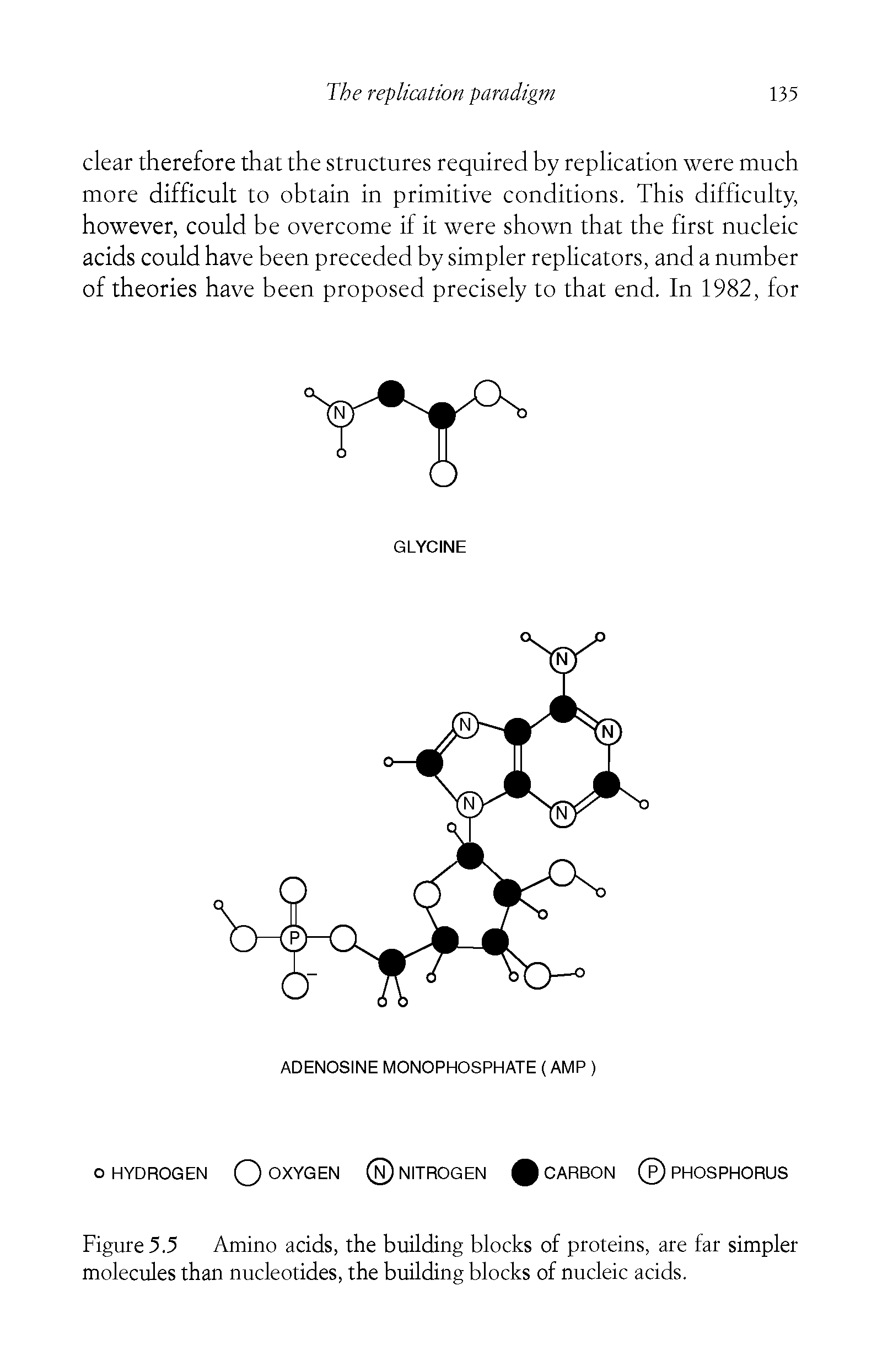 Figure 5.5 Amino acids, the building blocks of proteins, are far simpler molecules than nucleotides, the building blocks of nucleic acids.
