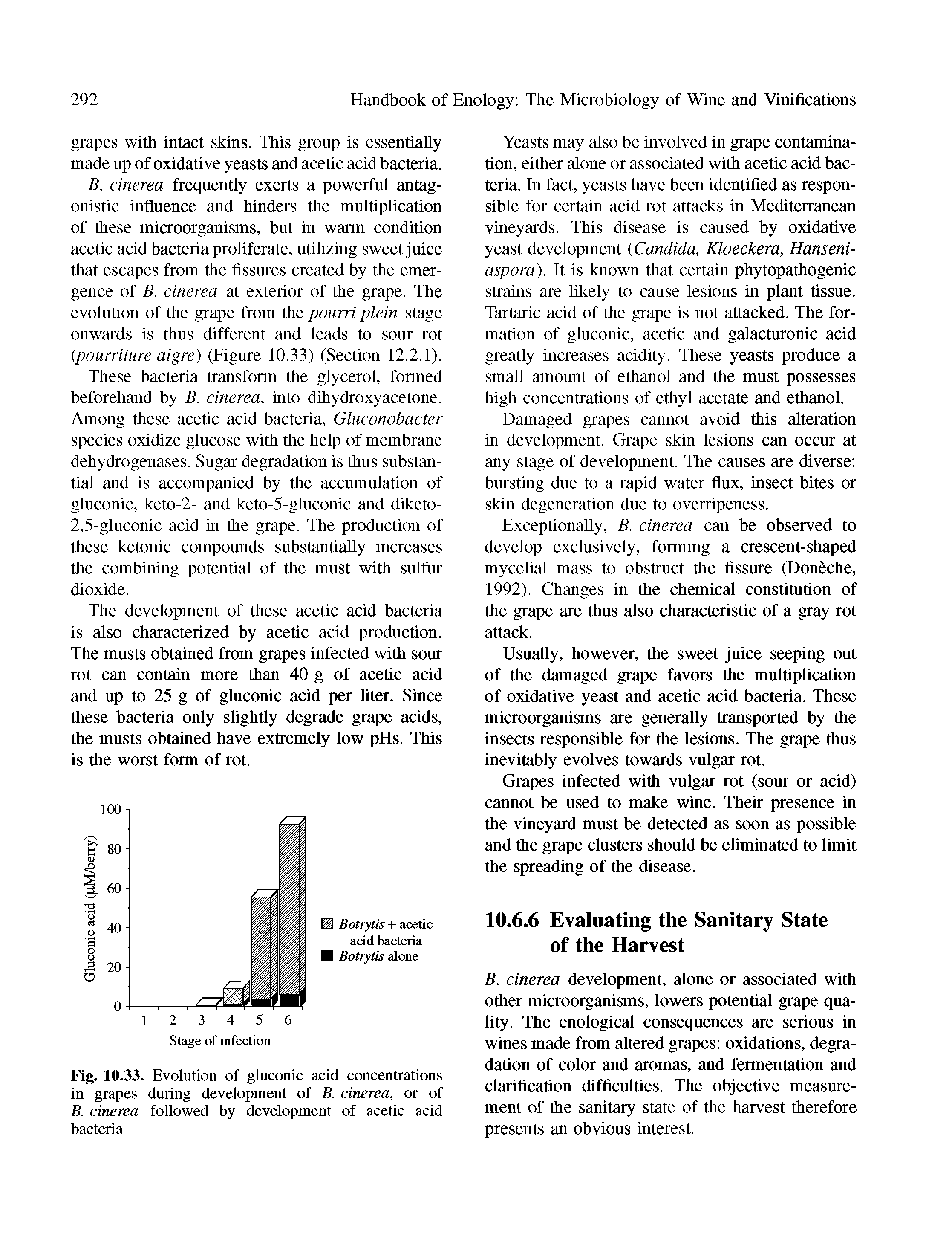 Fig. 10.33. Evolution of gluconic acid concentrations in grapes during development of B. cinerea, or of B. cinerea followed by development of acetic acid bacteria...