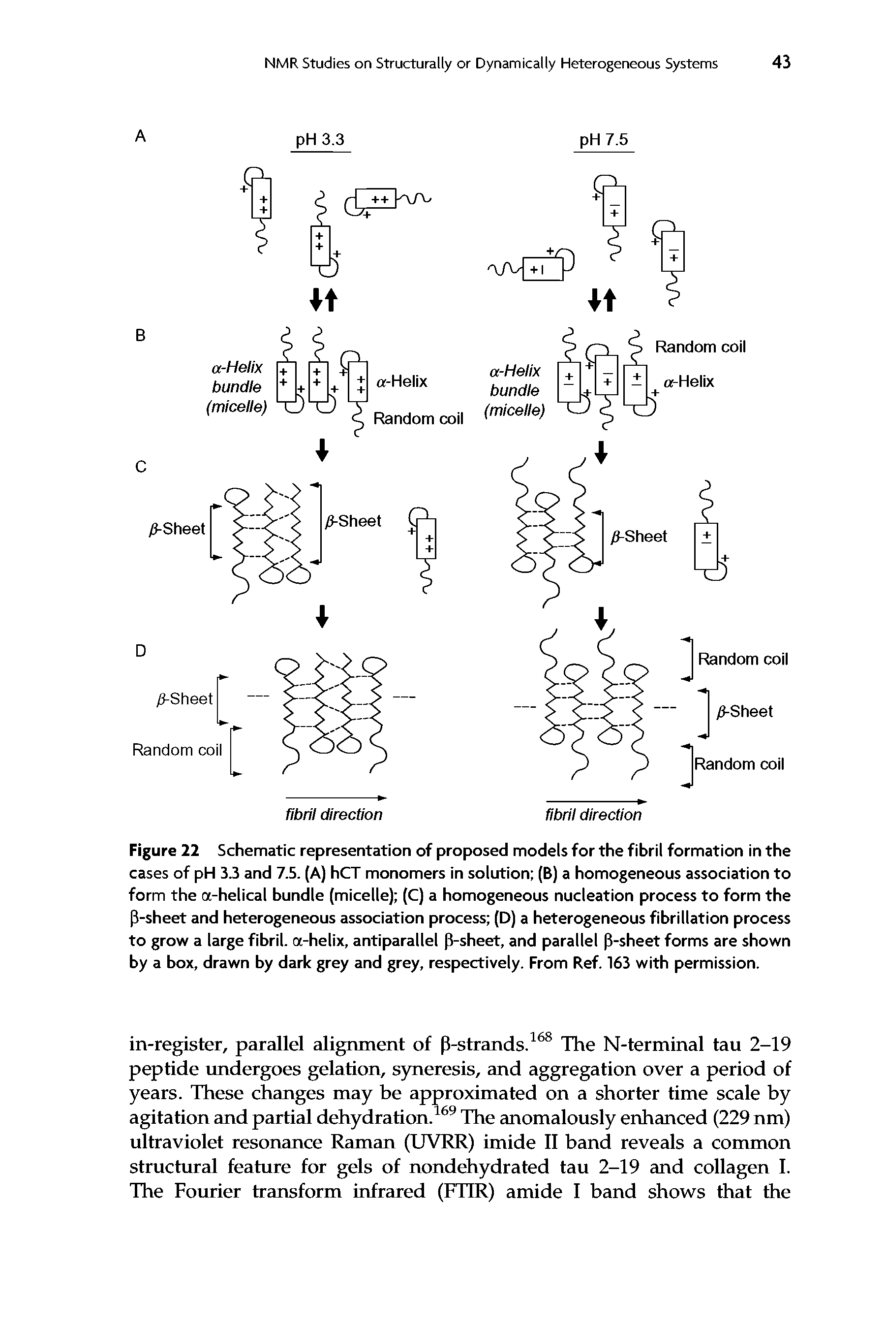 Figure 22 Schematic representation of proposed models for the fibril formation in the cases of pH 3.3 and 7.5. (A) hCT monomers in solution (B) a homogeneous association to form the a-helical bundle (micelle) (C) a homogeneous nucleation process to form the P-sheet and heterogeneous association process (D) a heterogeneous fibrillation process to grow a large fibril, a-helix, antiparallel p-sheet, and parallel p-sheet forms are shown by a box, drawn by dark grey and grey, respectively. From Ref. 163 with permission.