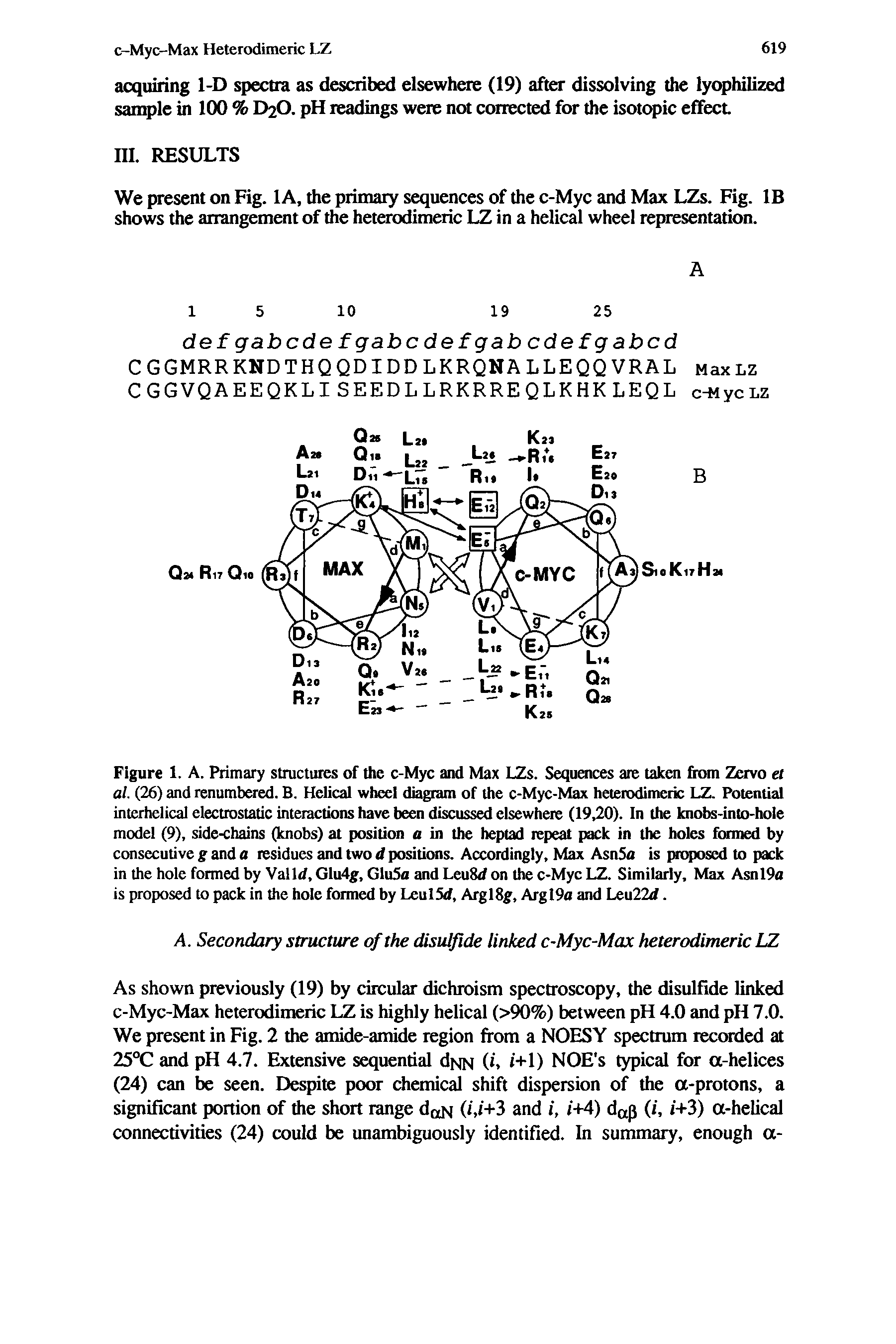 Figure 1. A. Primary structures of the c-Myc and Max LZs. Sequences are taken from Zervo a al. (26) and renumbered. B. Helical wheel diagram of the c-Myc-Max heterodimeric LZ. Potential interhelical electrostatic interactions have been discussed elsewhere (19,20). In the knobs-into-hole model (9), side-chains (knobs) at position <1 in the heptad repeat pack in the holes formed by consecutive g and a residues and two d positions. Accordingly, Max AsnSn is proposed to pack in the hole formed by Valid, Glu4g, GluSa and LeuSd on the c-Myc LZ. Similarly, Max Asnl9a is proposed to pack in the hole formed by LeulSd, ArglSg, Argl9a and Leu22d.