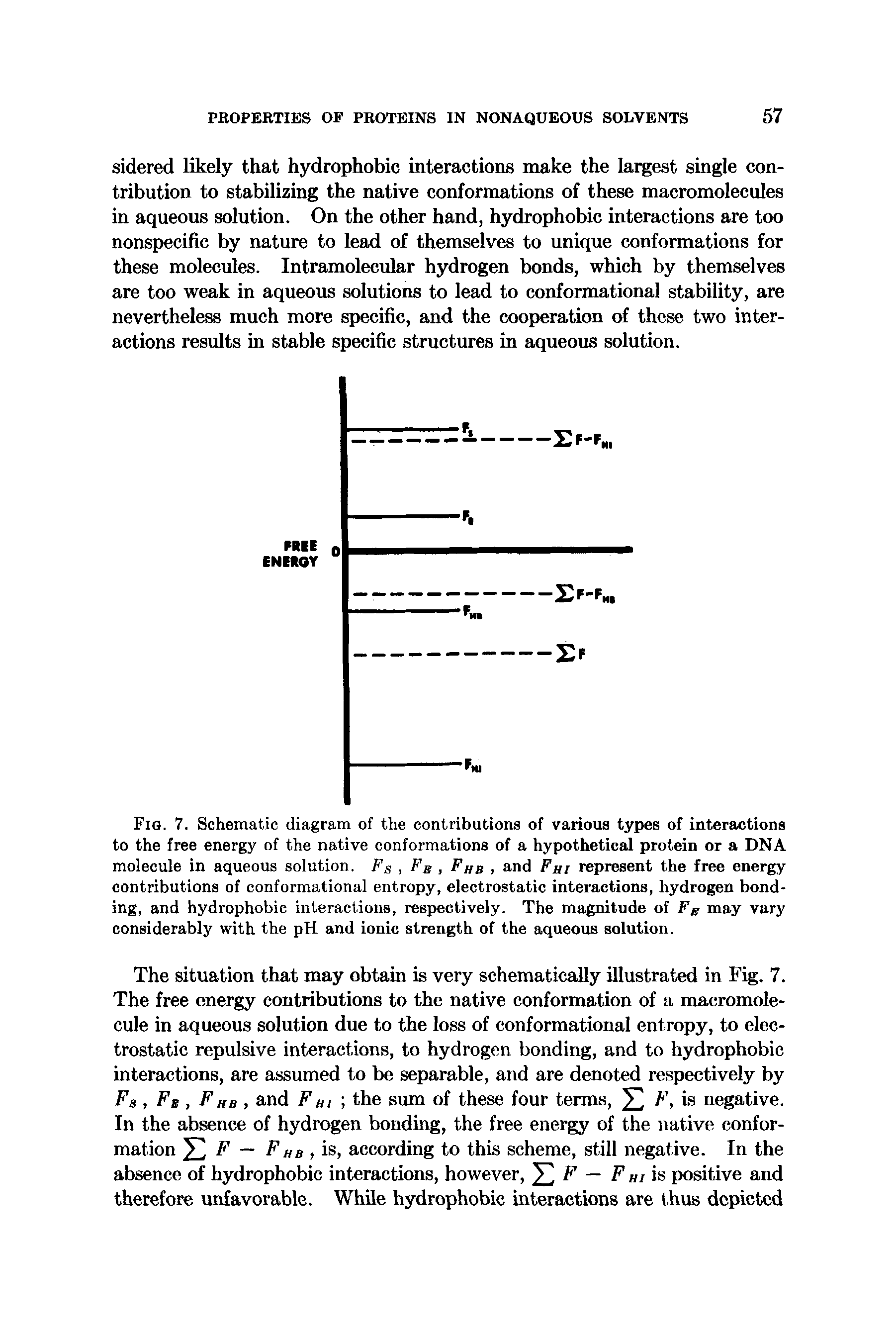 Fig. 7. Schematic diagram of the contributions of various types of interactions to the free energy of the native conformations of a hypothetical protein or a DNA molecule in aqueous solution. Fs, Fb, Fi/b, and Fm represent the free energy contributions of conformational entropy, electrostatic interactions, hydrogen bonding, and hydrophobic interactions, respectively. The magnitude oi Fg may vary considerably with the pH and ionic strength of the aqueous solution.