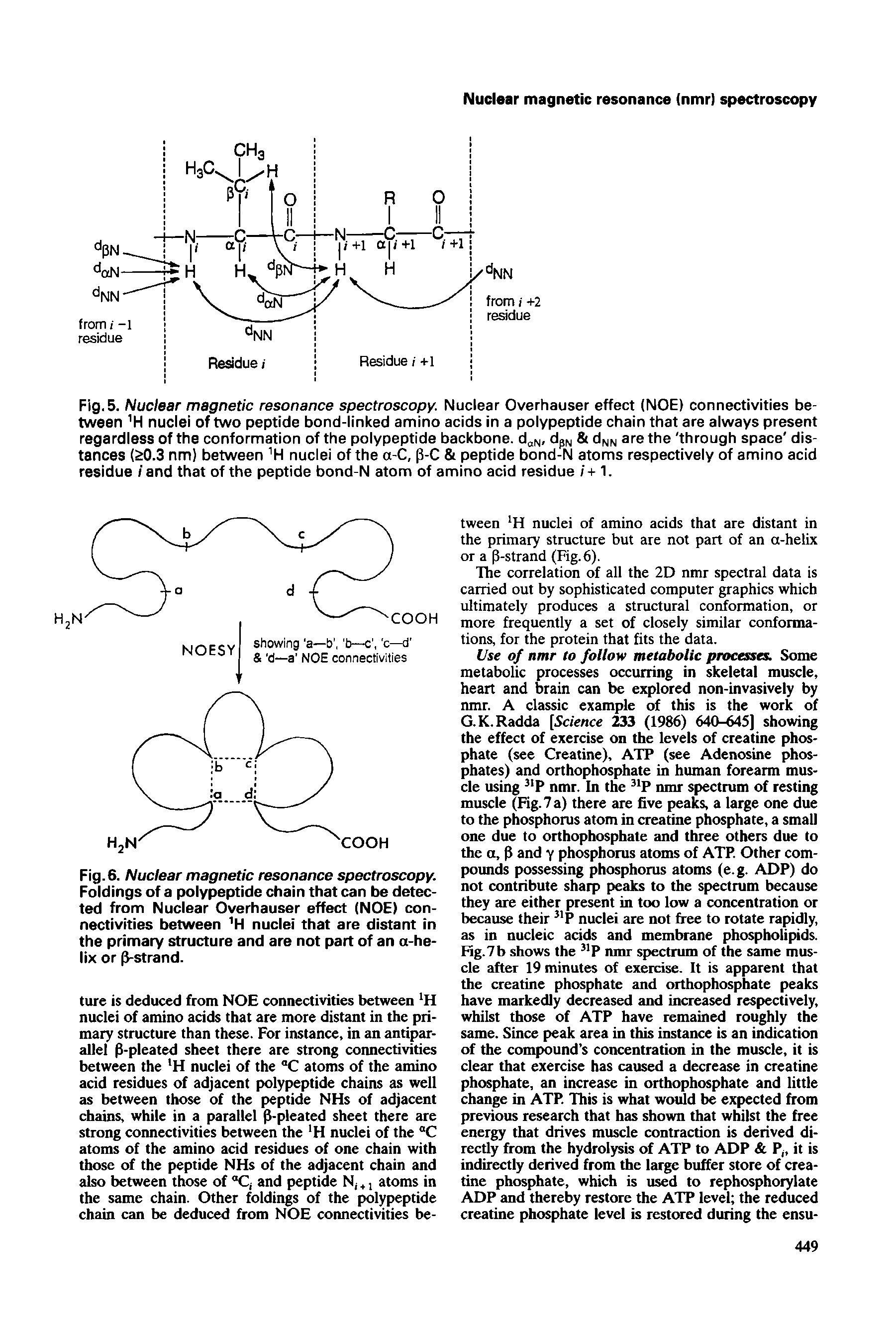 Fig. 5. Nuclear magnetic resonance spectroscopy. Nuclear Overhauser effect (NOE) connectivities between H nuclei of two peptide bond-linked amino acids in a polypeptide chain that are always present regardless of the conformation of the polypeptide backbone. d N, d N dNN are the through space distances (S0.3 nm) between H nuclei of the a-C, p-C peptide bond-N atoms respectively of amino acid residue / and that of the peptide bond-N atom of amino acid residue -i-1.