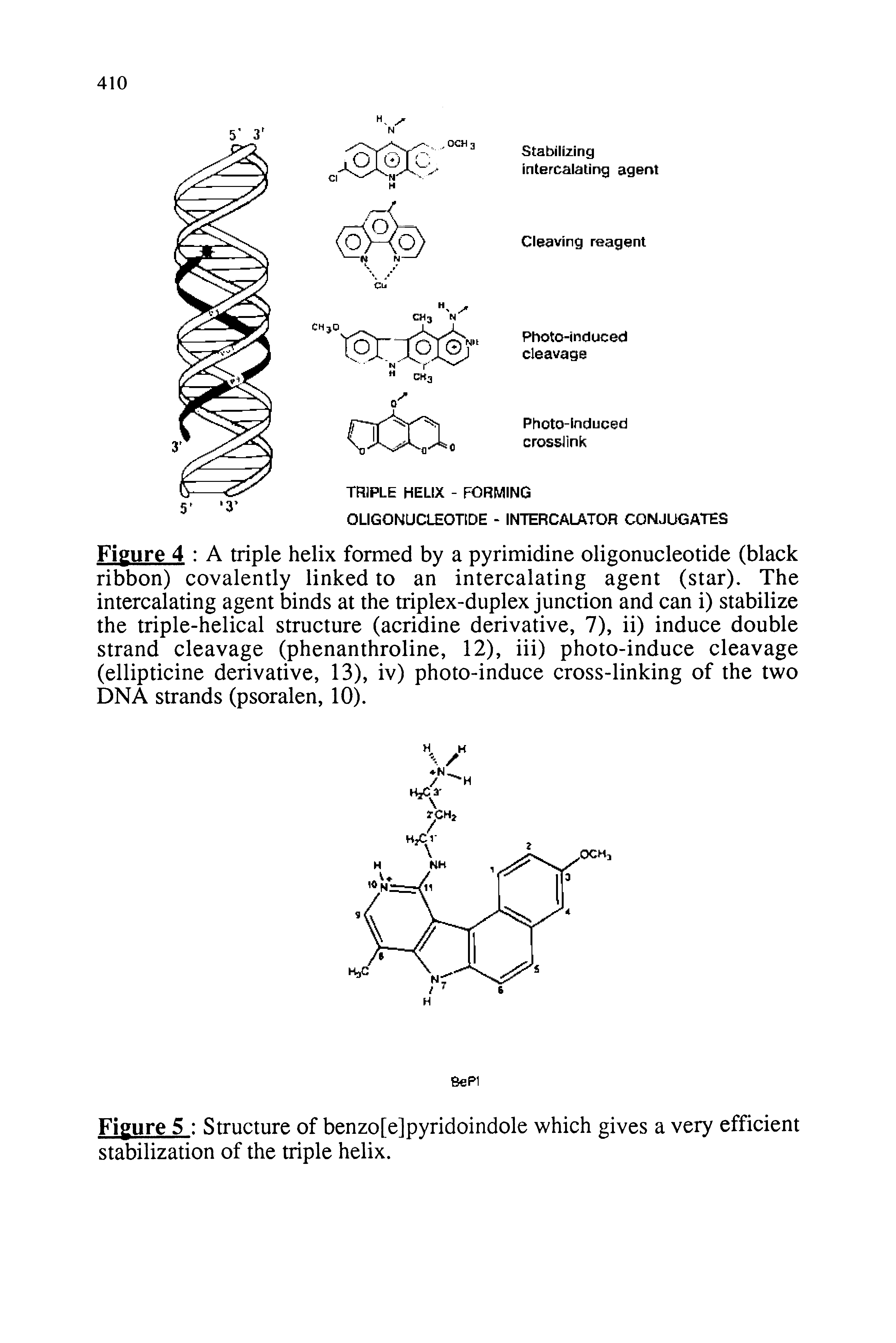 Figure 4 A triple helix formed by a pyrimidine oligonucleotide (black ribbon) covalently linked to an intercalating agent (star). The intercalating agent binds at the triplex-duplex junction and can i) stabilize the triple-helical structure (acridine derivative, 7), ii) induce double strand cleavage (phenanthroline, 12), iii) photo-induce cleavage (ellipticine derivative, 13), iv) photo-induce cross-linking of the two DNA strands (psoralen, 10).