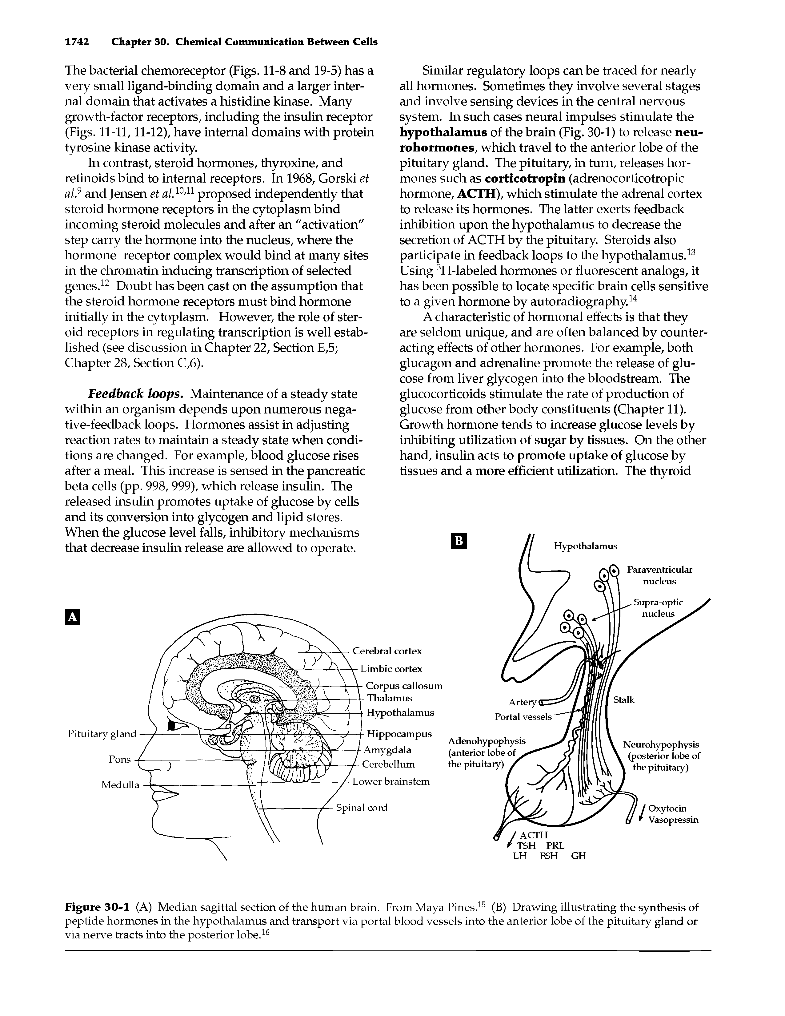 Figure 30-1 (A) Median sagittal section of the human brain. From Maya Pines.15 (B) Drawing illustrating the synthesis of peptide hormones in the hypothalamus and transport via portal blood vessels into the anterior lobe of the pituitary gland or via nerve tracts into the posterior lobe.16...